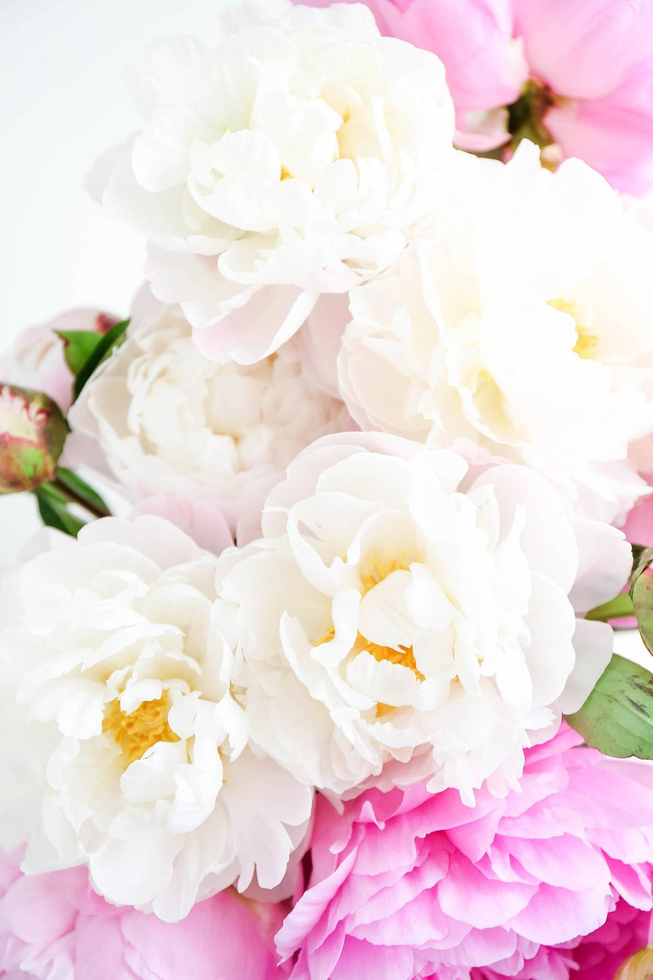 Glorious Peonies In Soft White And Blush Pink Background