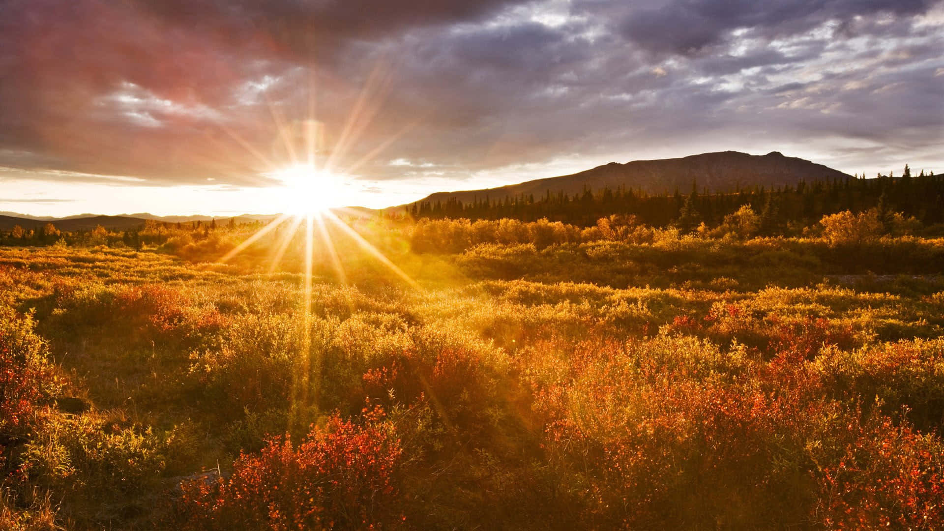 Glorious Summer Sunset Background