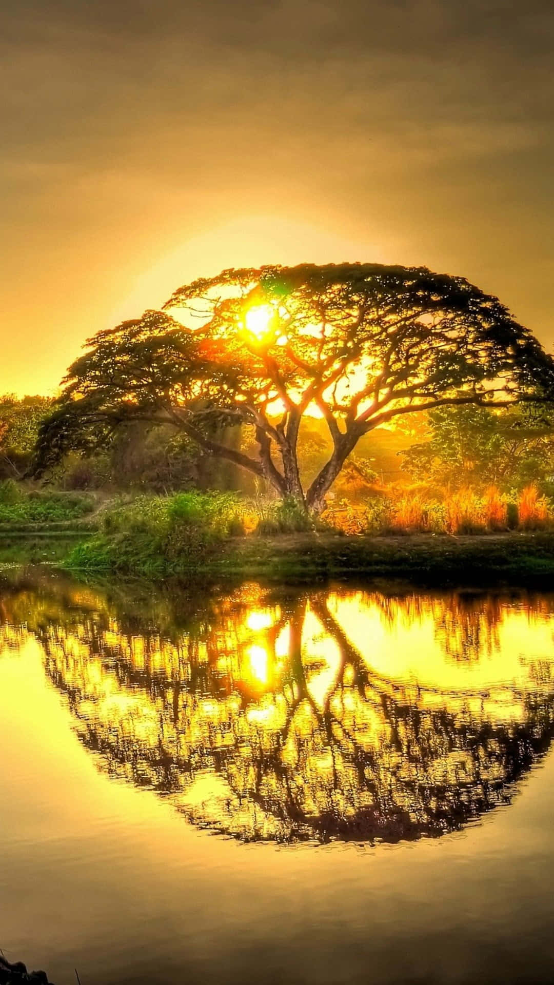 Glorious Tree Reflection Background