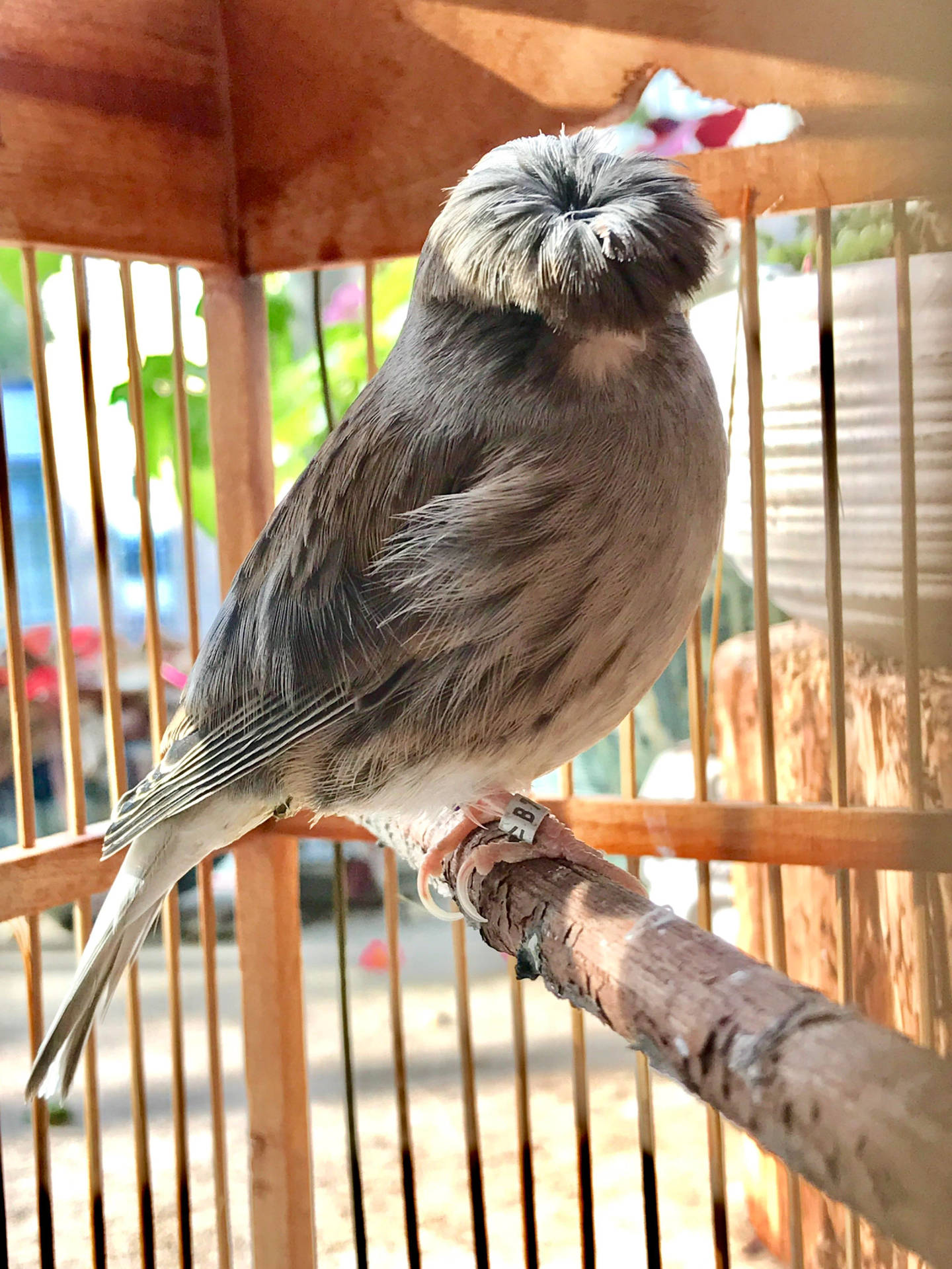 Gloster Canary Bird Inside A Cage Background