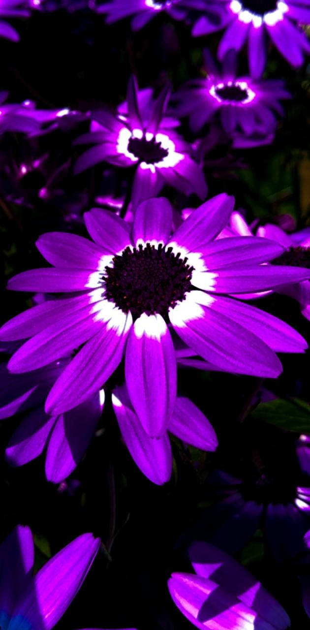 Glowing Aesthetic Purple Flower Background