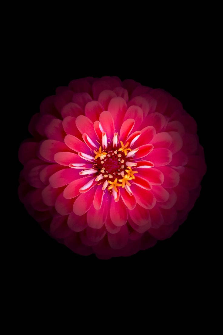 Glowing Ball Dahlia Flower Apple Background