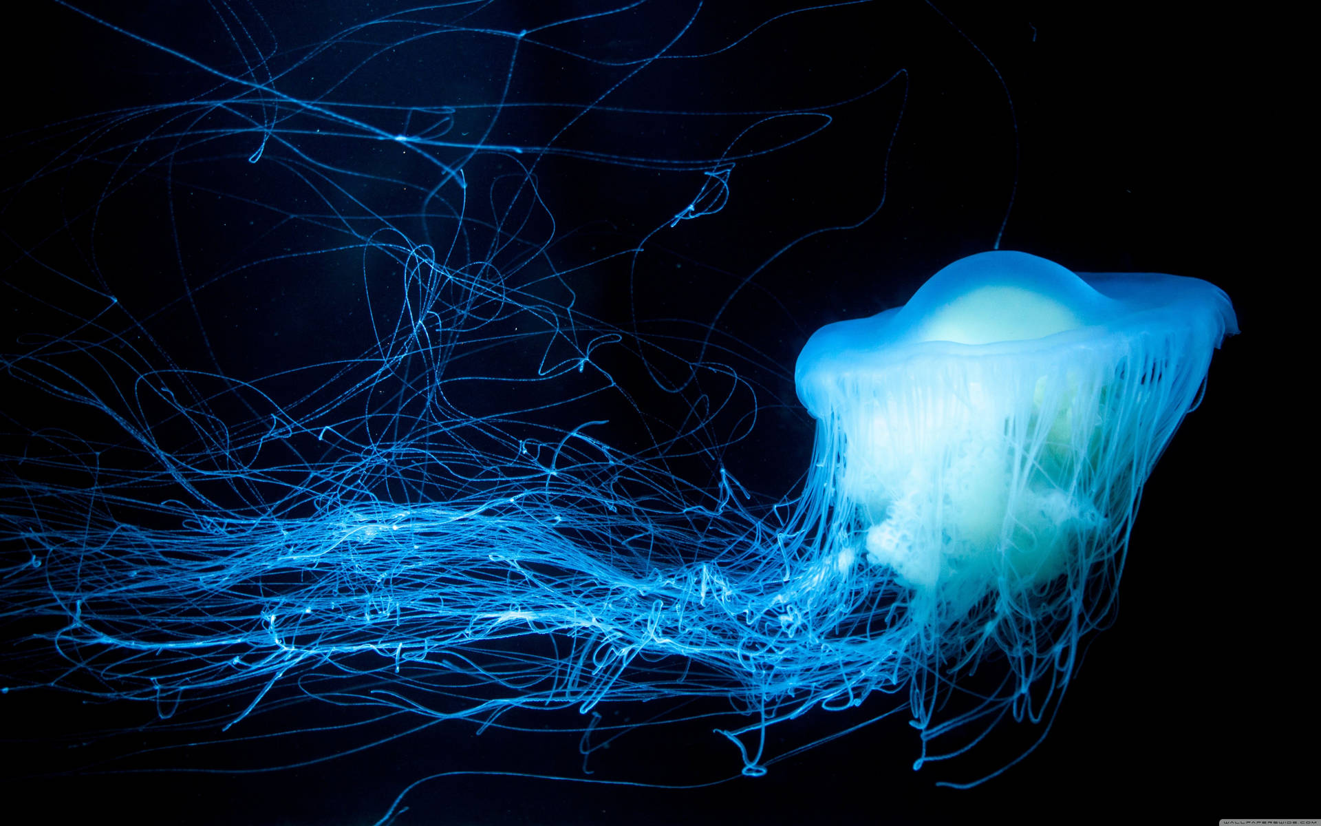 Glowing Blue Jellyfish Background