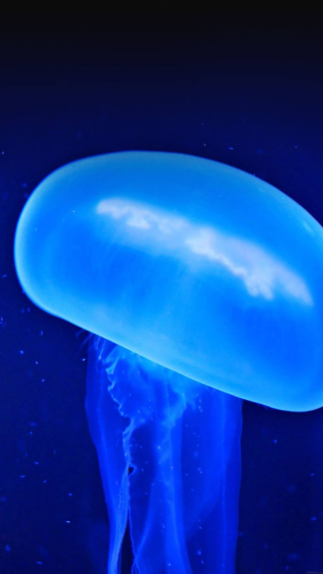 Glowing Blue Jellyfish Iphone X Dynamic Background