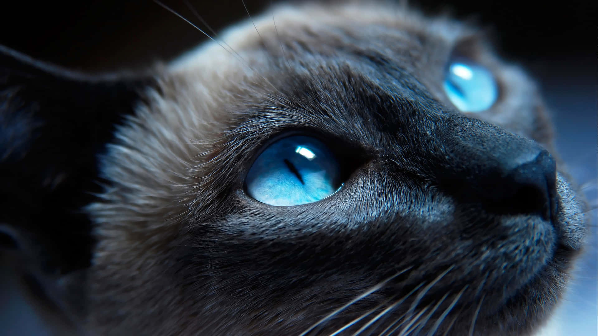 Glowing Cat's Blue Eyes Closeup Background