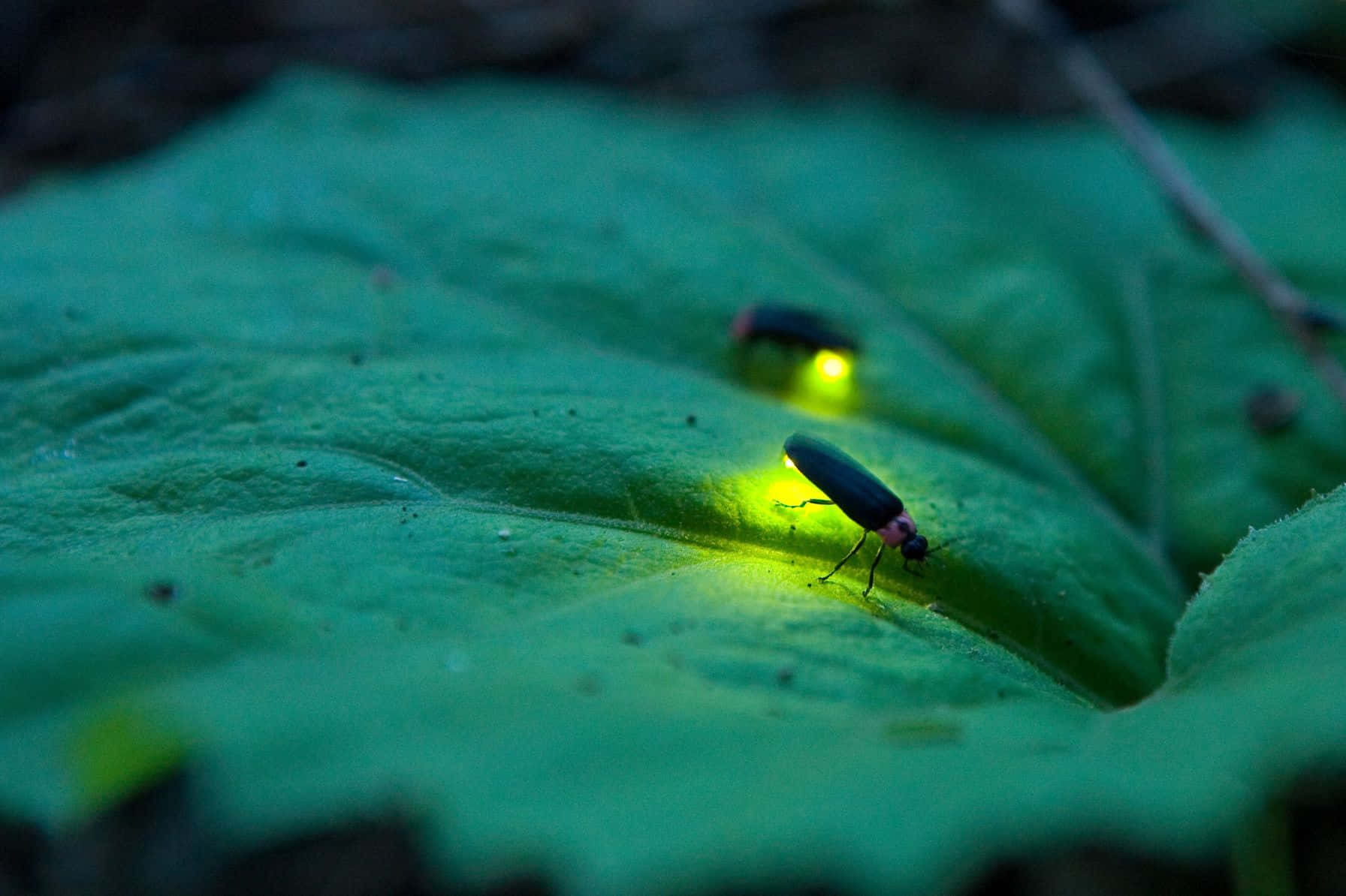 Glowing Fireflieson Leaf Background