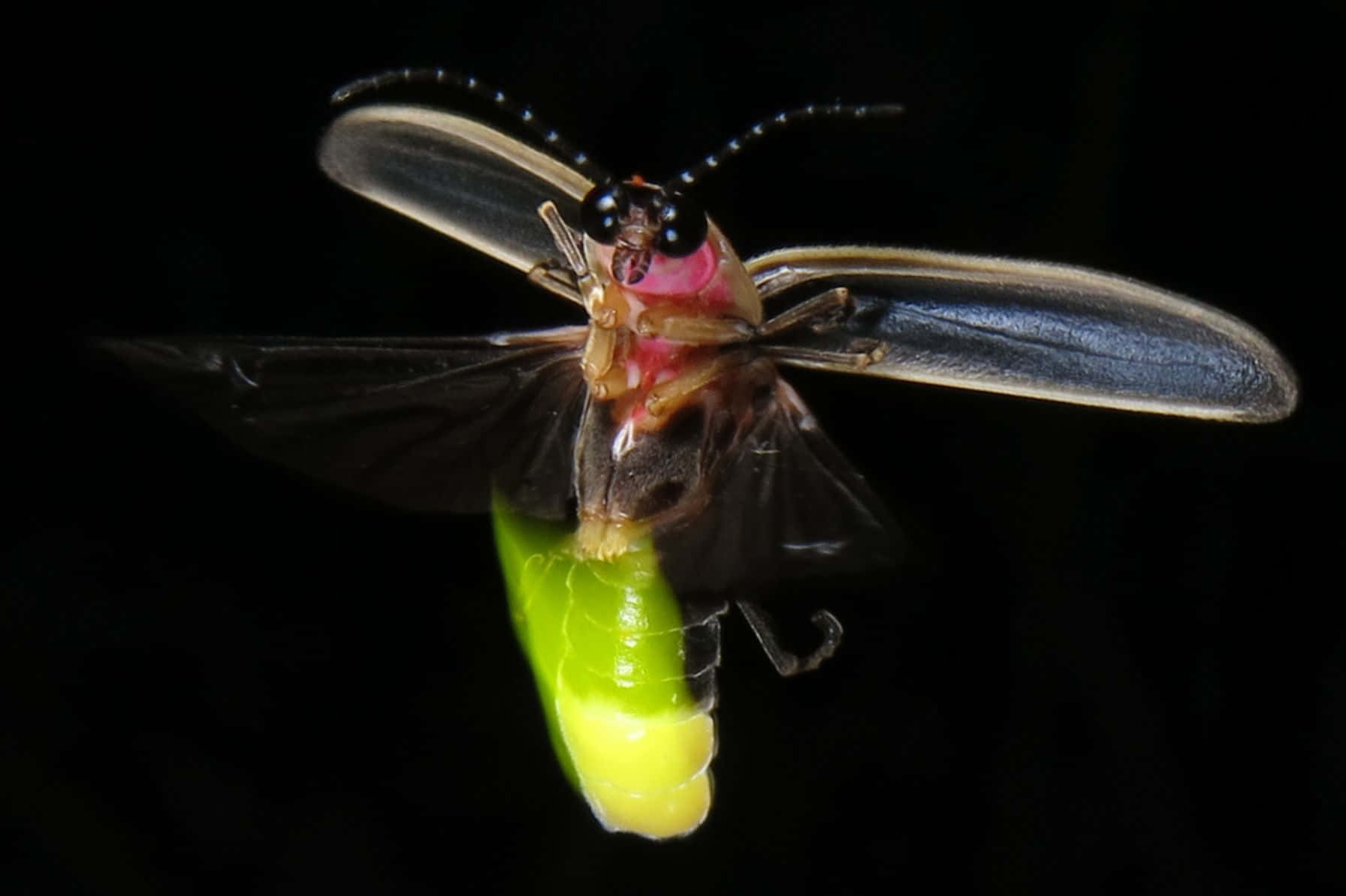 Glowing Firefly In Flight Background