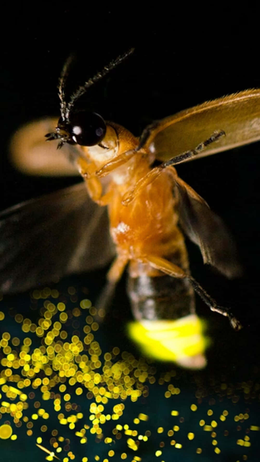 Glowing Firefly Night Illumination Background