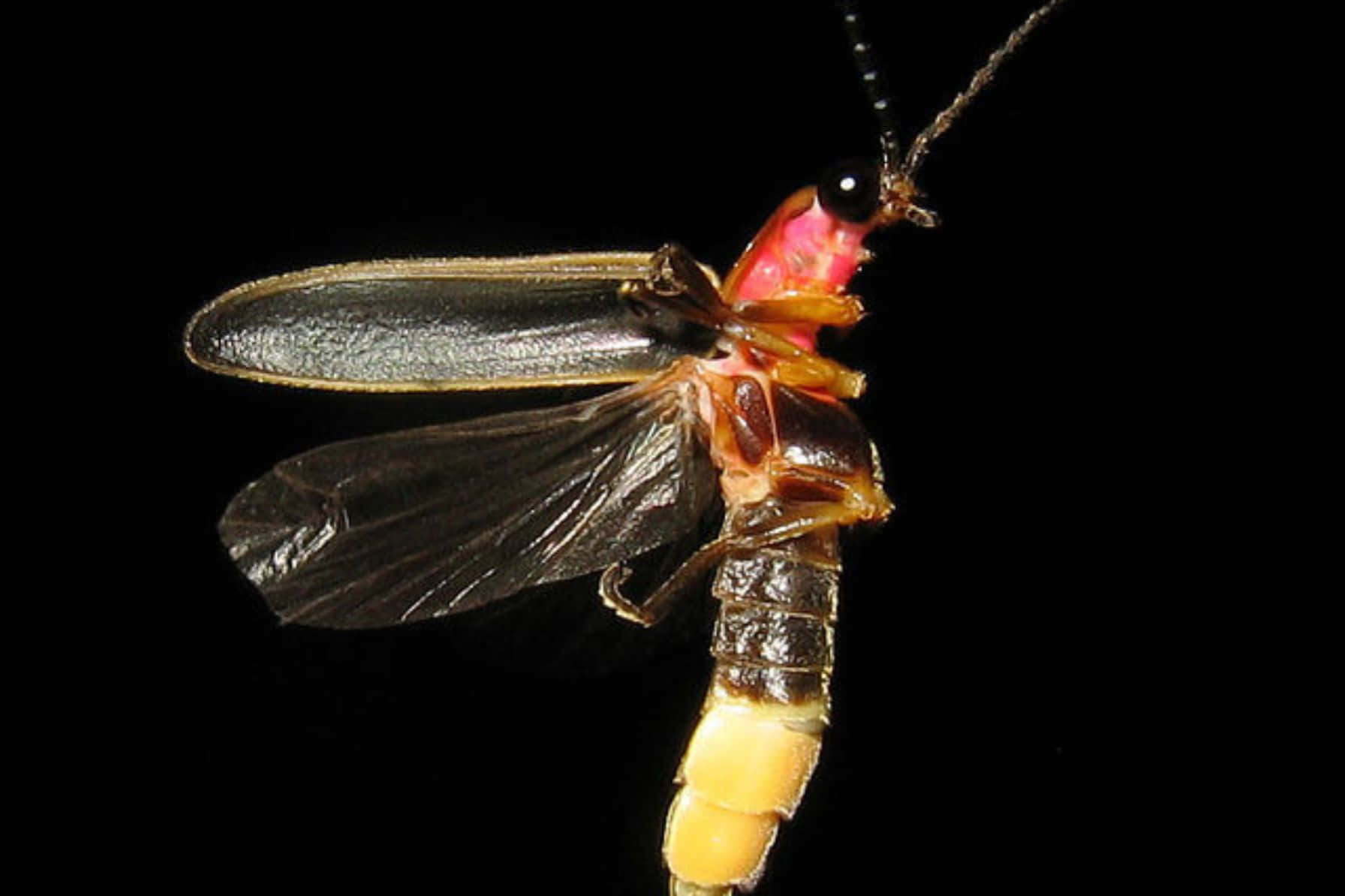 Glowing Firefly Night Sky