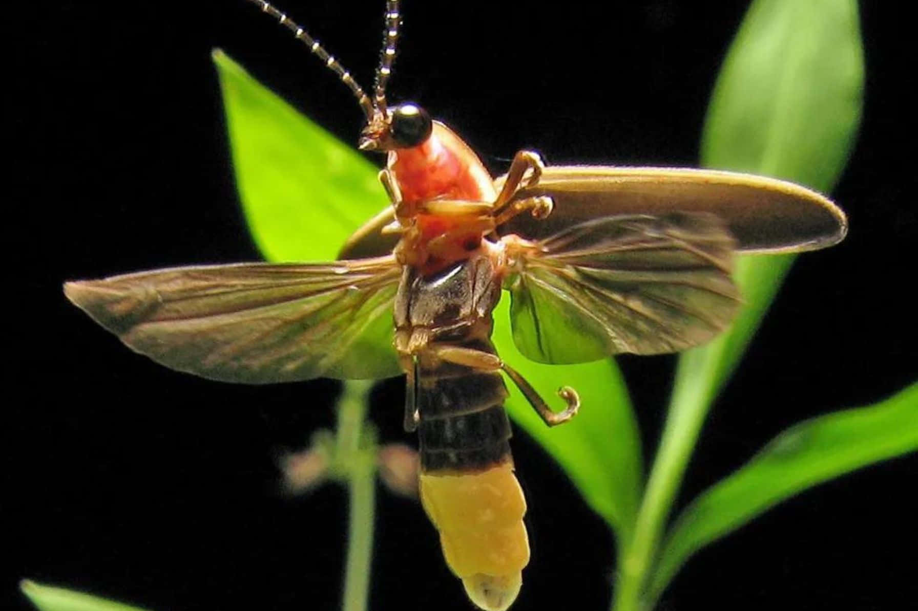 Glowing Firefly Nighttime Macro