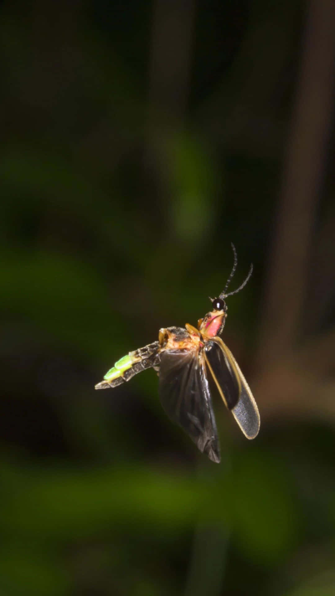 Glowing Fireflyin Flight