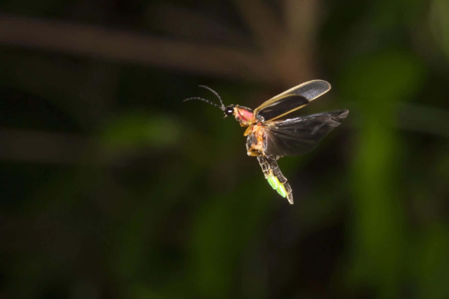 Glowing Fireflyin Flight Background