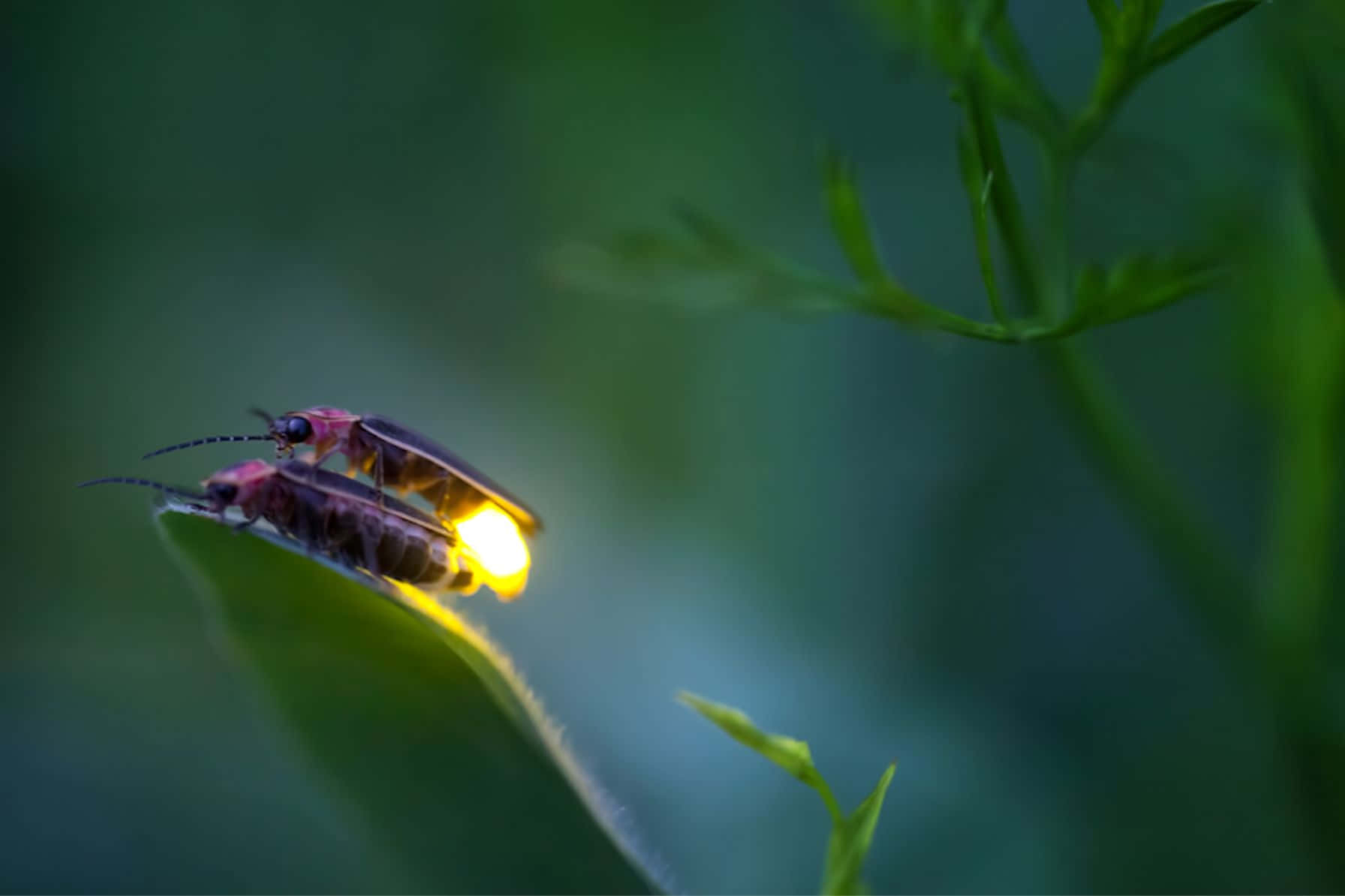 Glowing Fireflyon Leaf Background