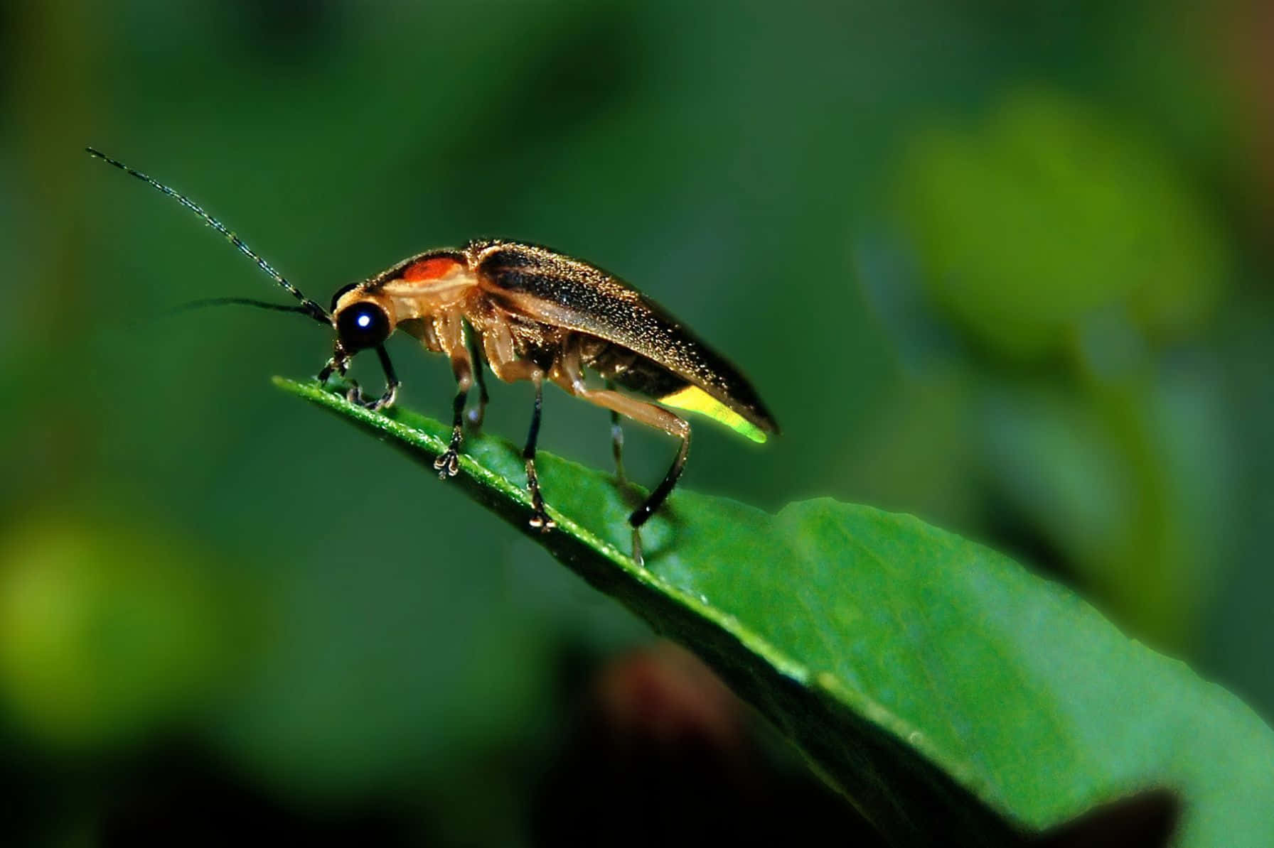 Glowing Fireflyon Leaf.jpg Background