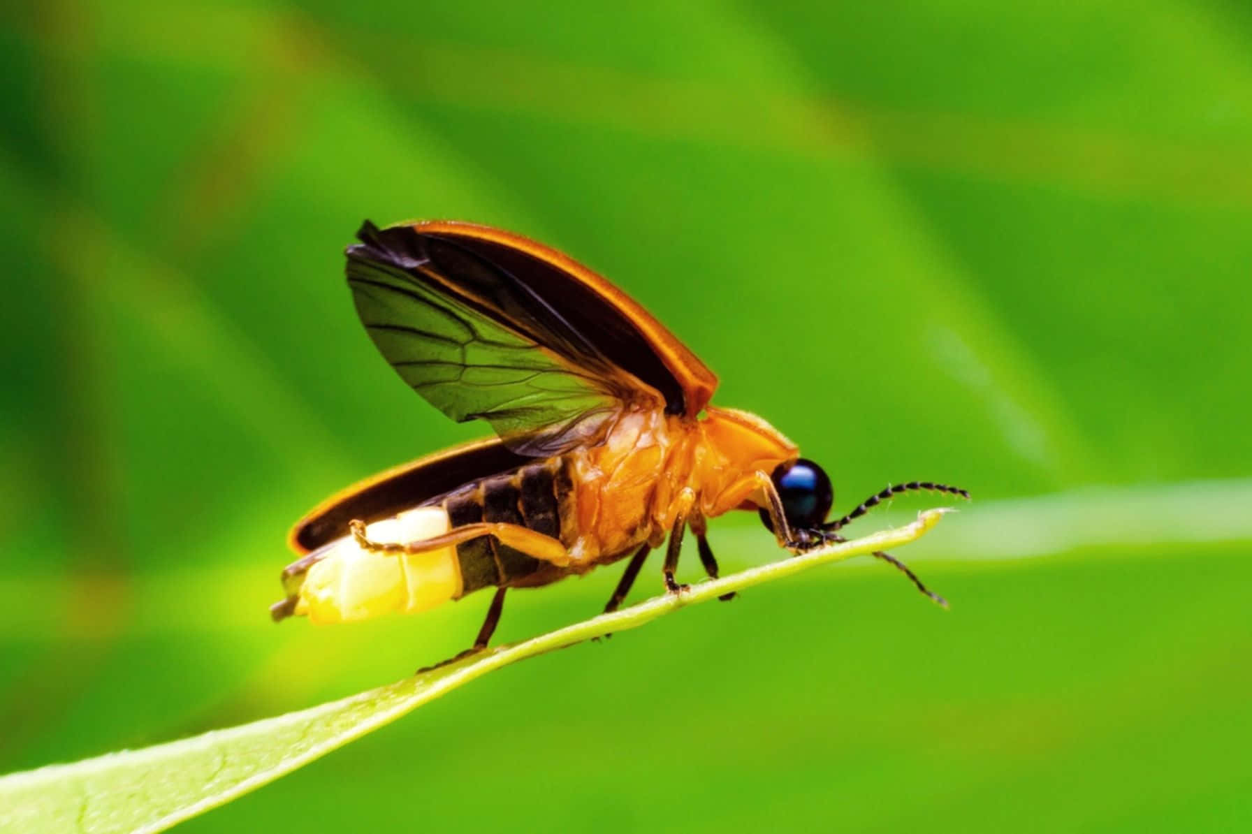 Glowing Fireflyon Leaf Background