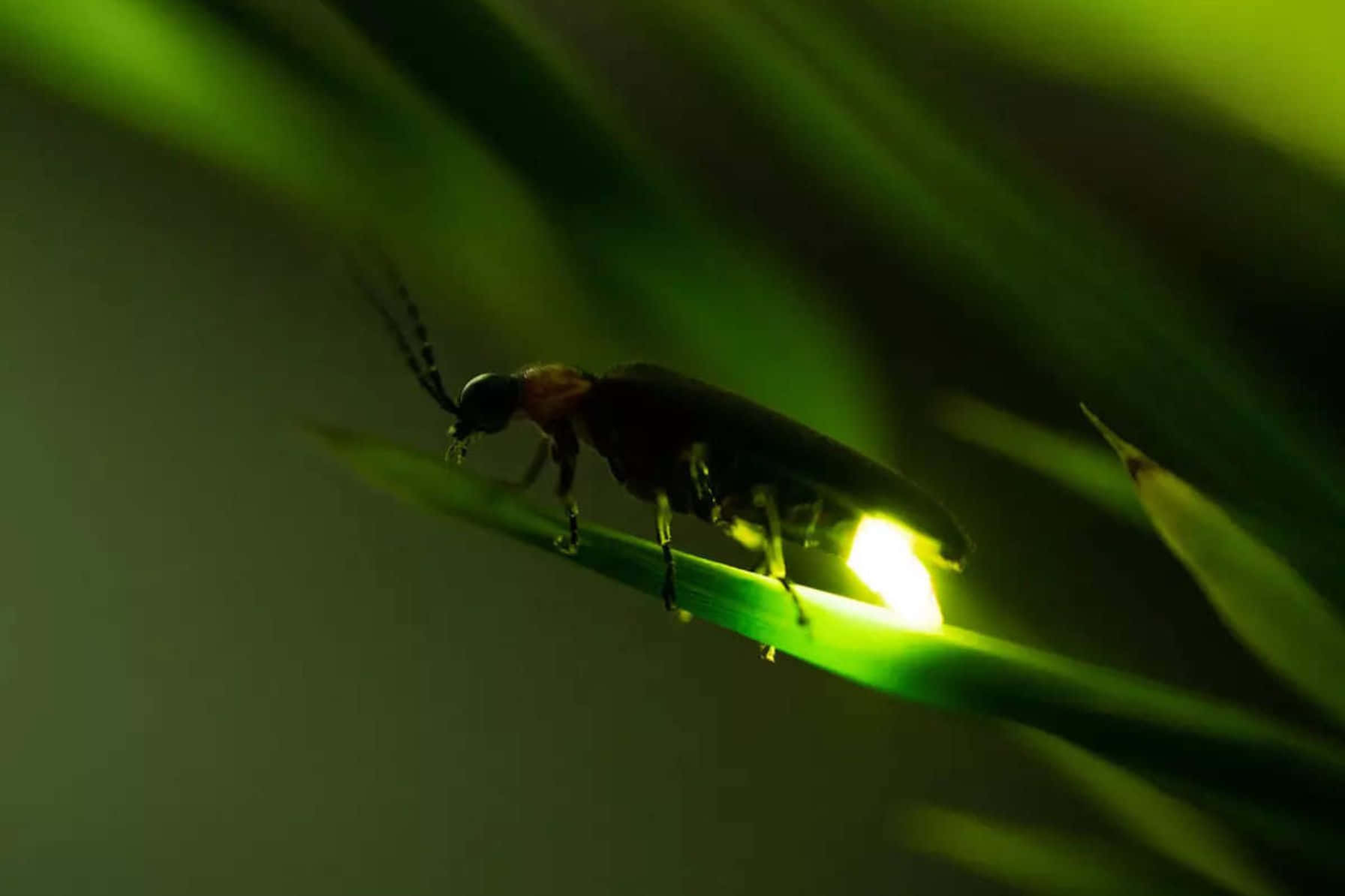 Glowing Fireflyon Leaf