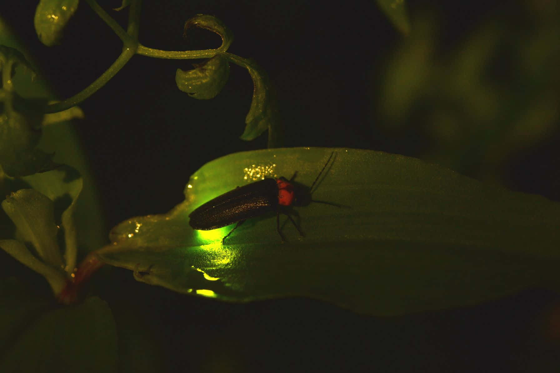 Glowing Fireflyon Leaf Nighttime Background