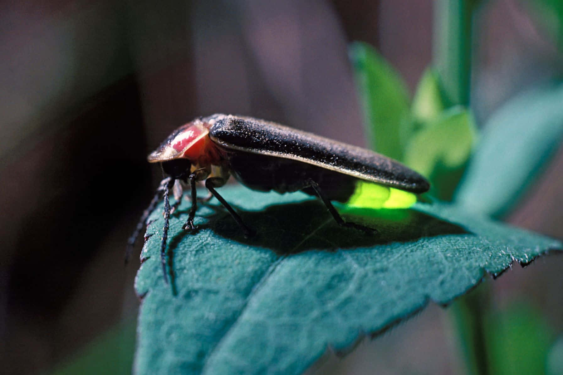 Glowing Fireflyon Leaf