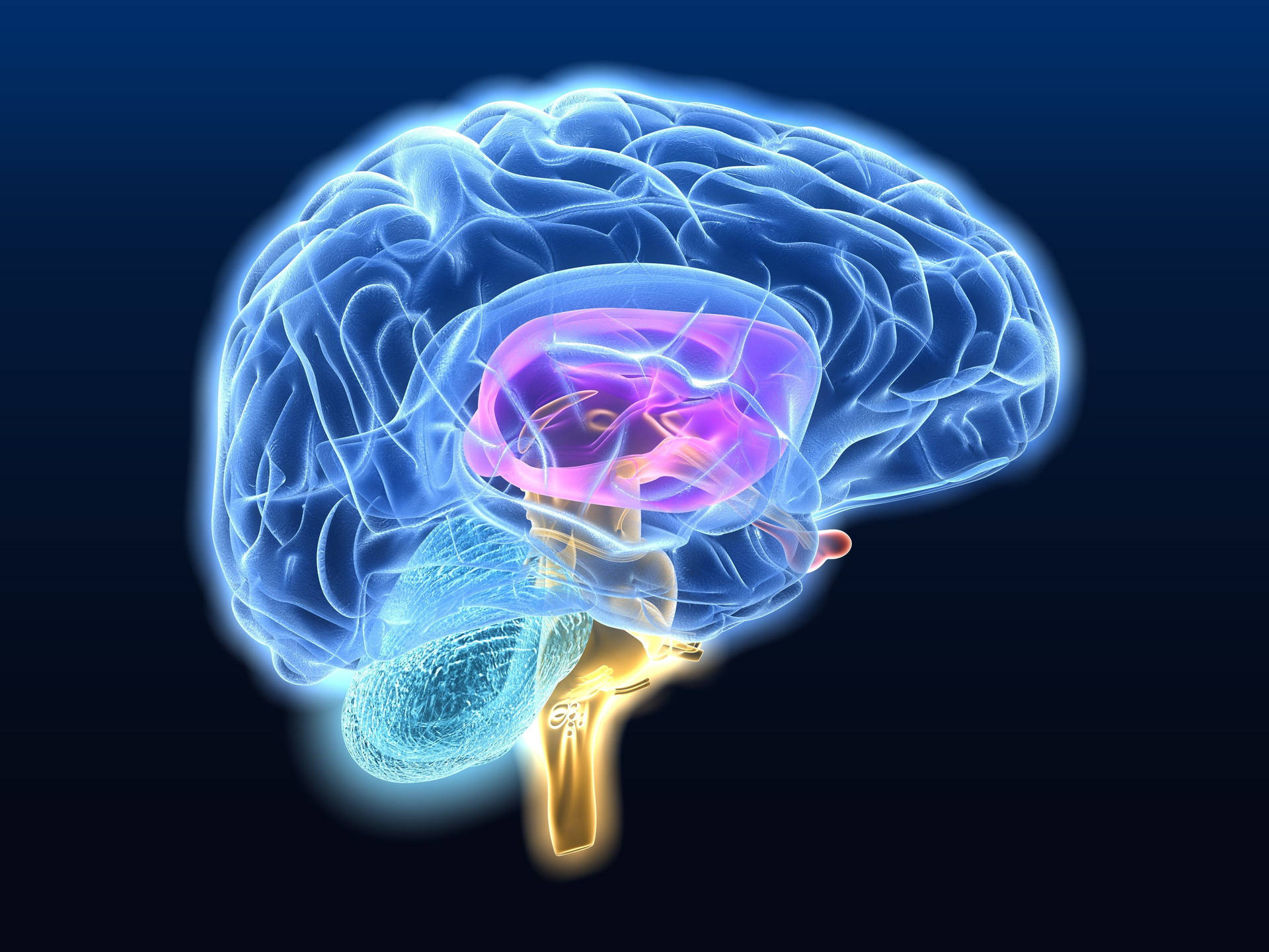 Glowing Illustration Of Cerebral Cortex Background