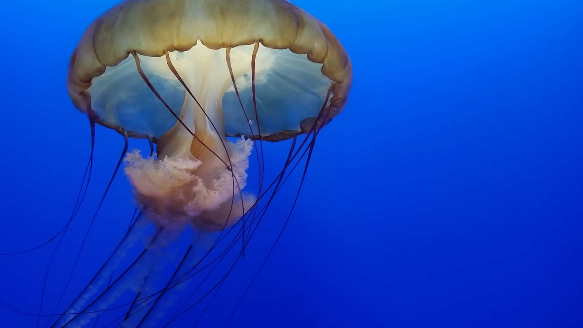Glowing Iridescent Jellyfish Lit Up By Vibrant Blue Neon Lighting
