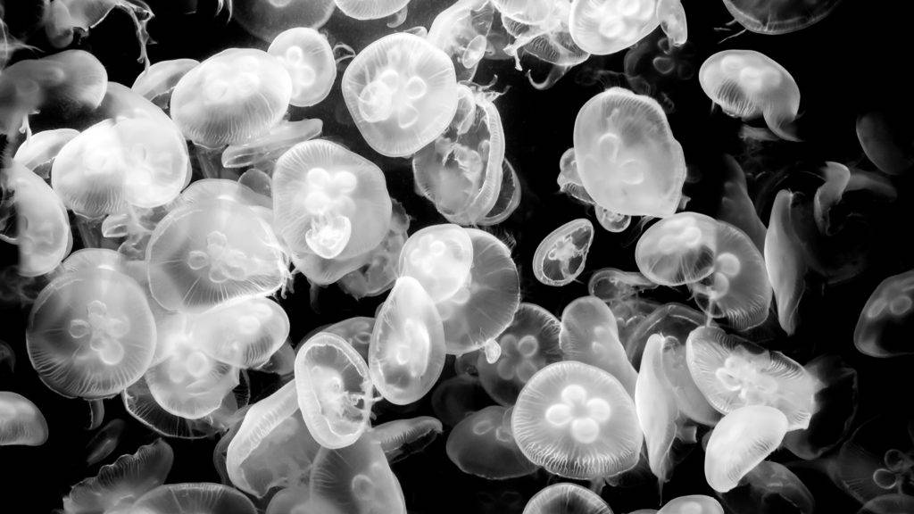 Glowing Jellyfishes 4k Desktop Background