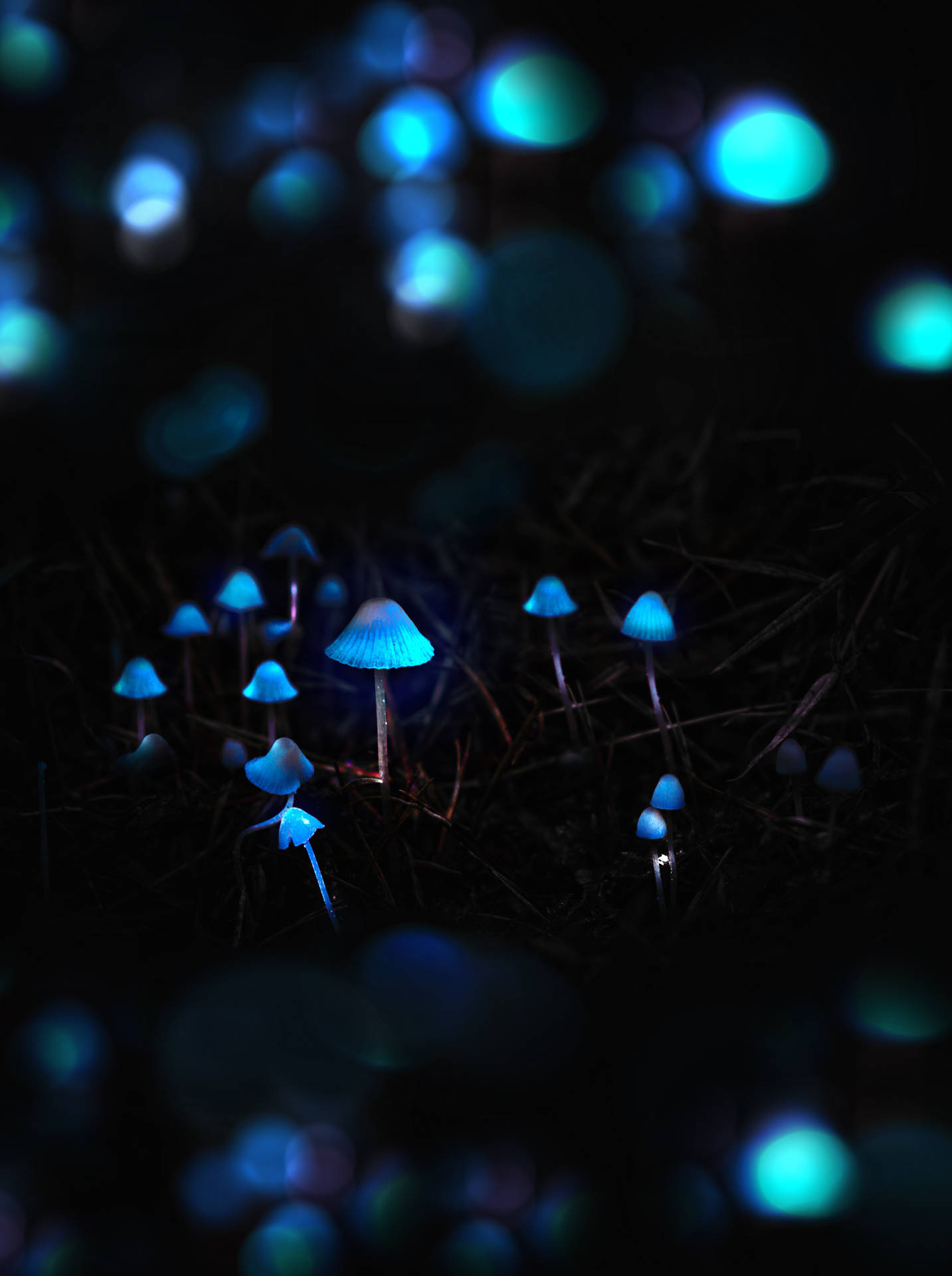 Glowing Mushroom In A Misty Forest