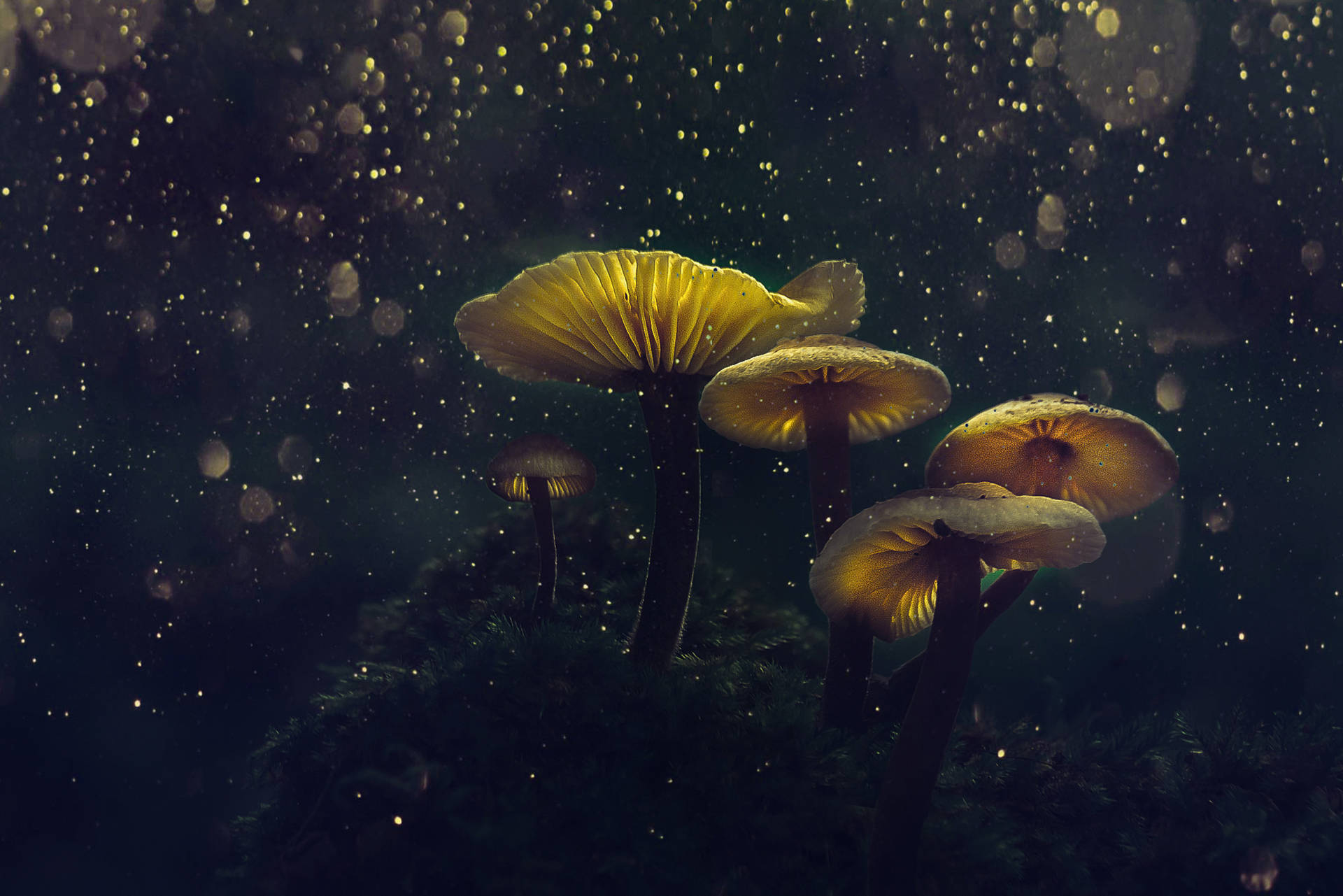 Glowing Mushrooms With Bokeh Effect Background