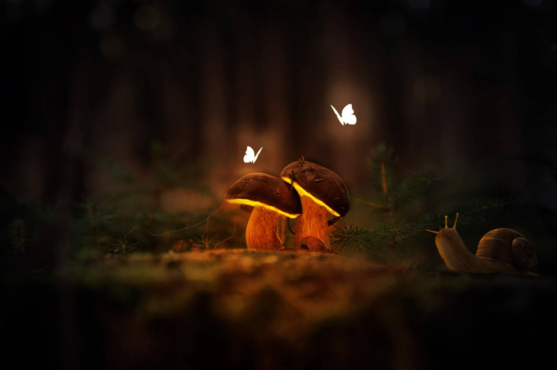 Glowing Night Butterfly And Mushrooms Background