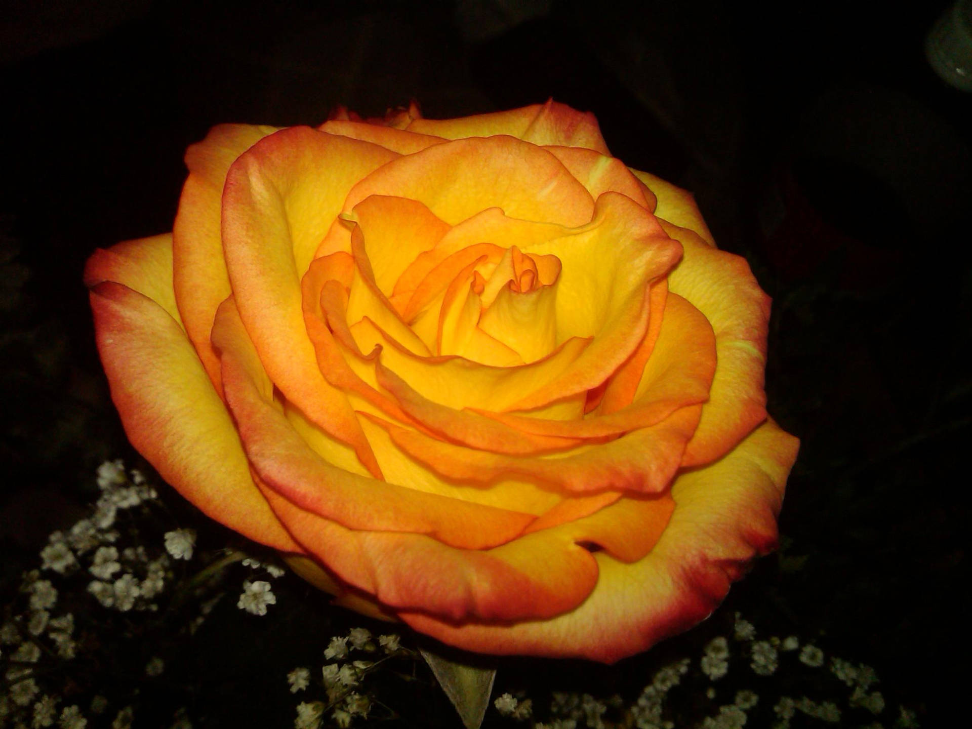 Glowing Orange And Yellow Rose