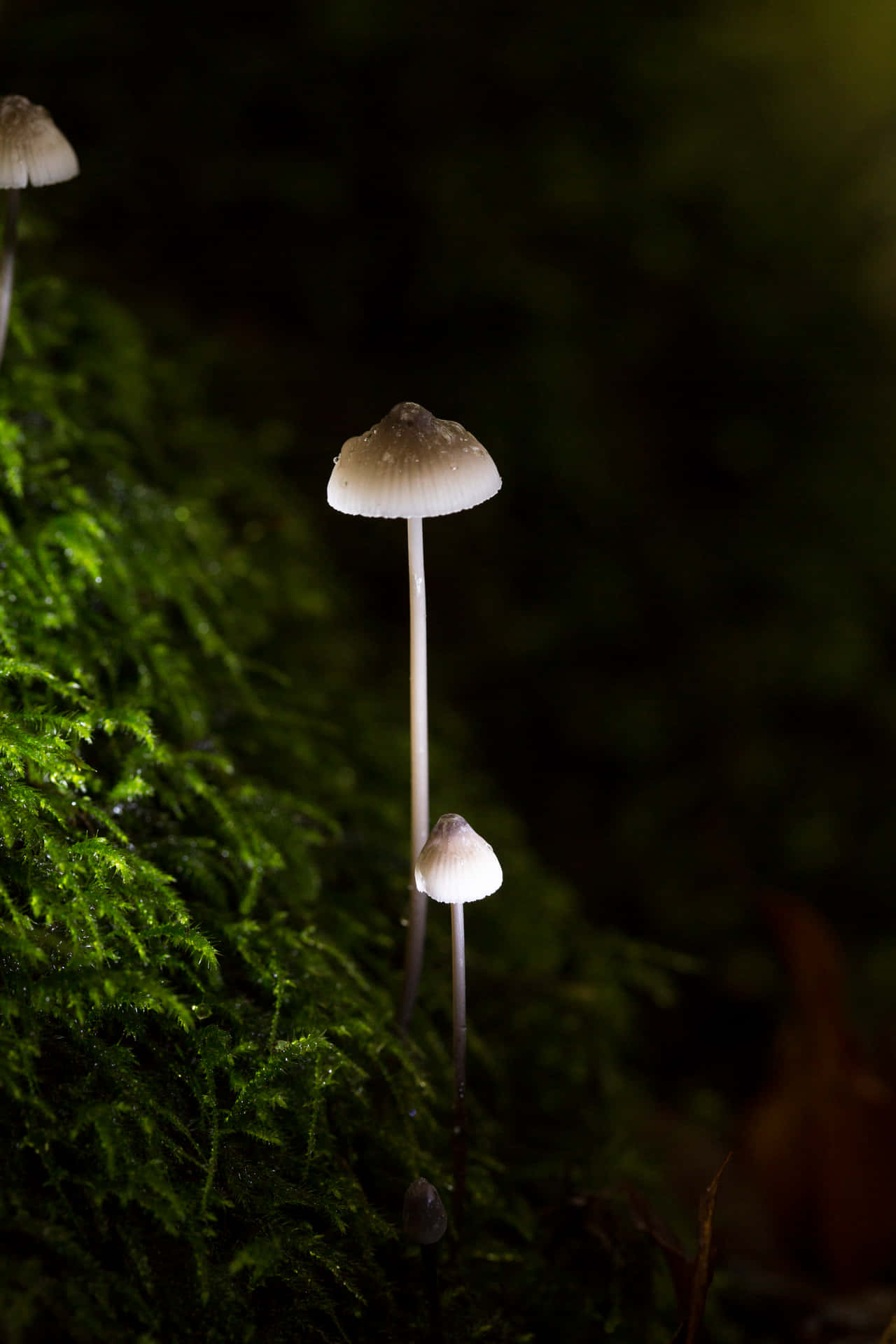 Glowing Psilocybe Fungus During Night Background