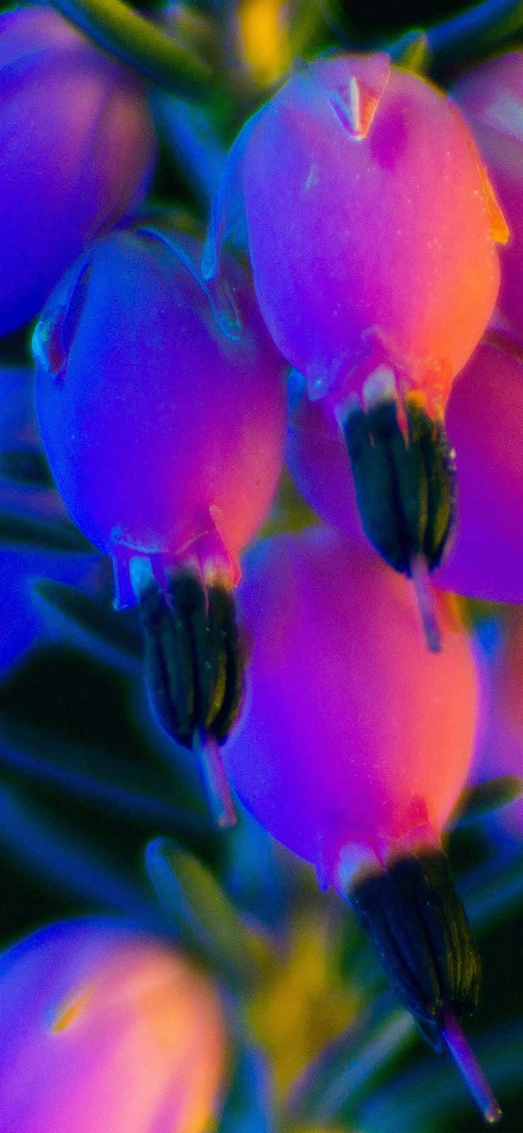 Glowing Rainbow Flower Splashed Across An Iphone Background