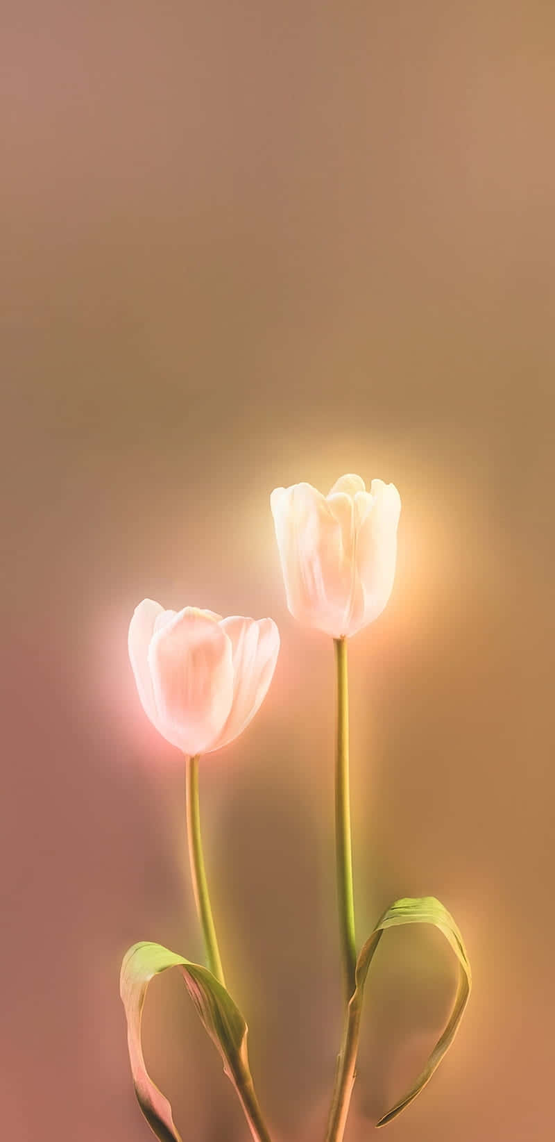 Glowing_ Tulips_ Backlit_ Elegance.jpg Background