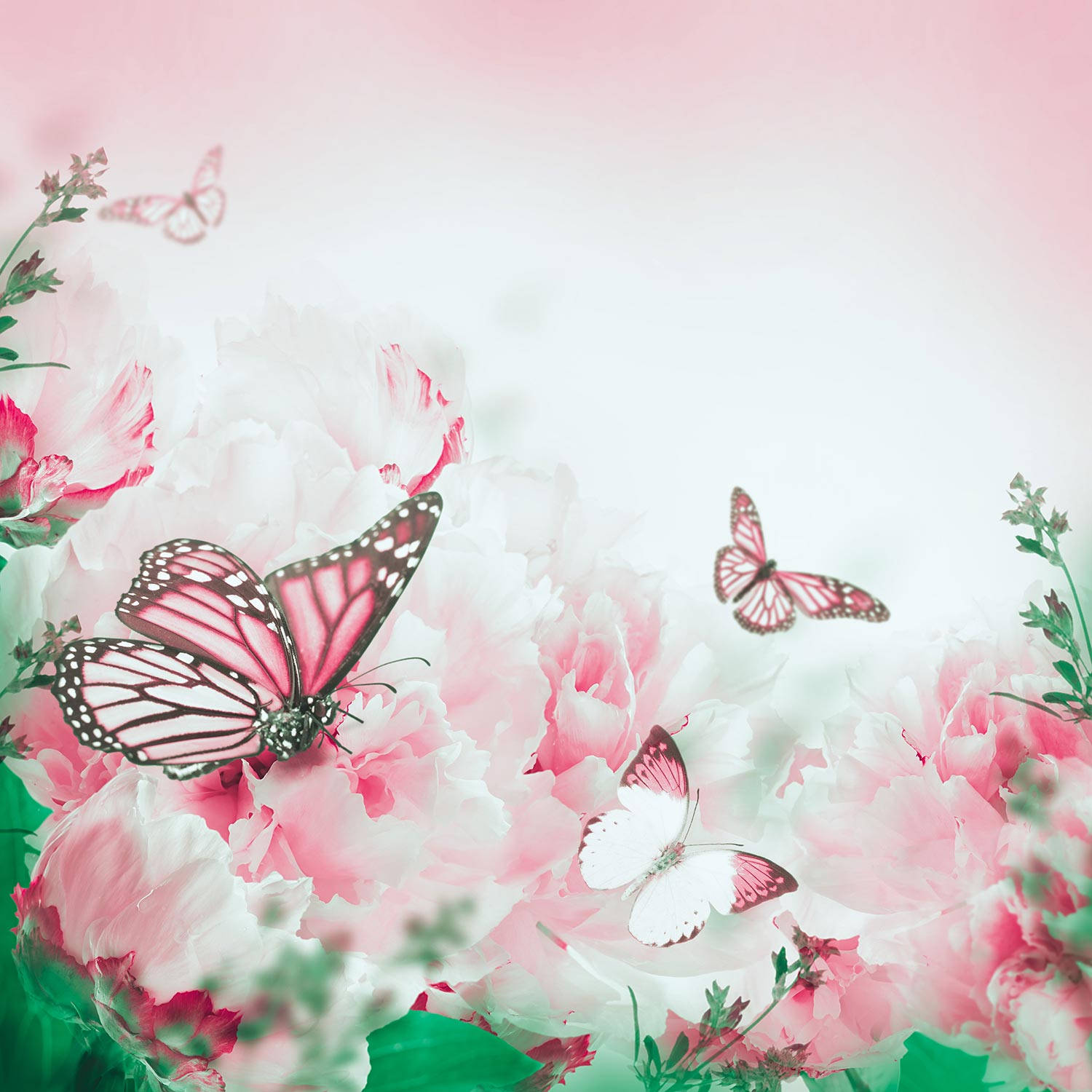 Glowing White And Cute Pink Butterfly Insects