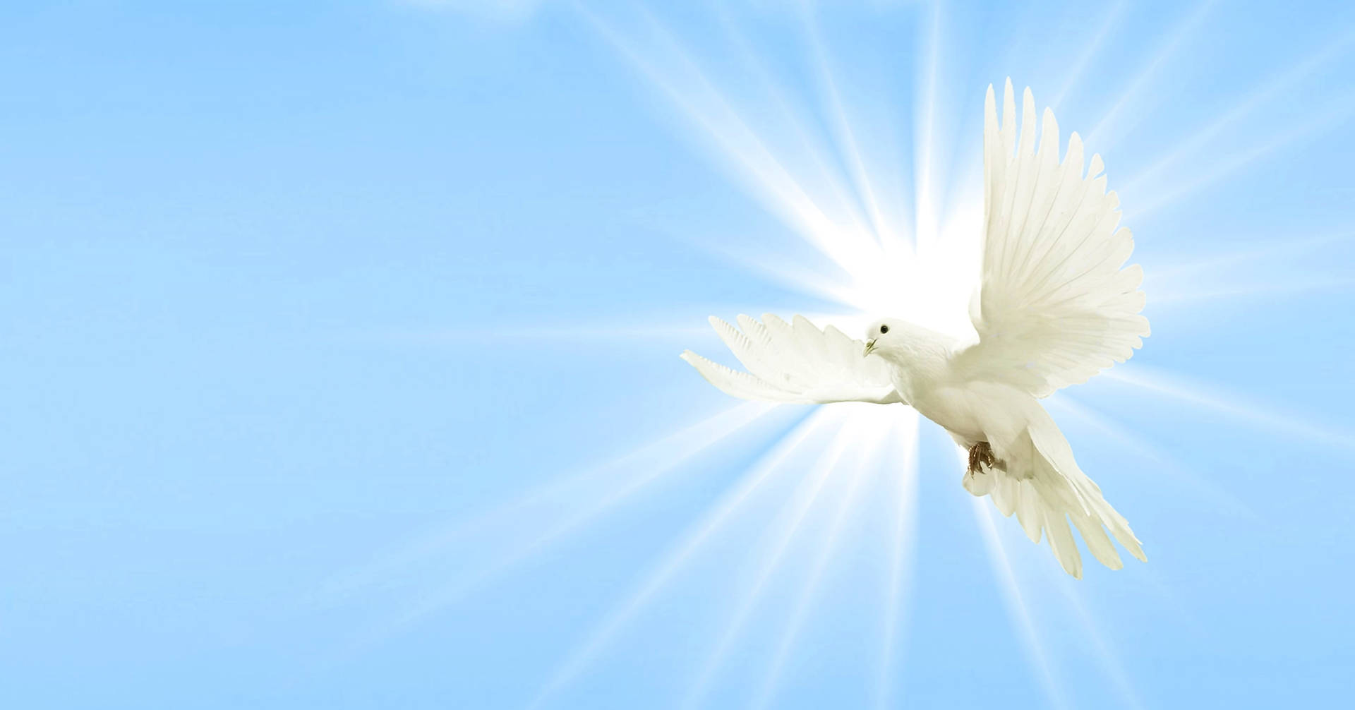 Glowing White Dove Background