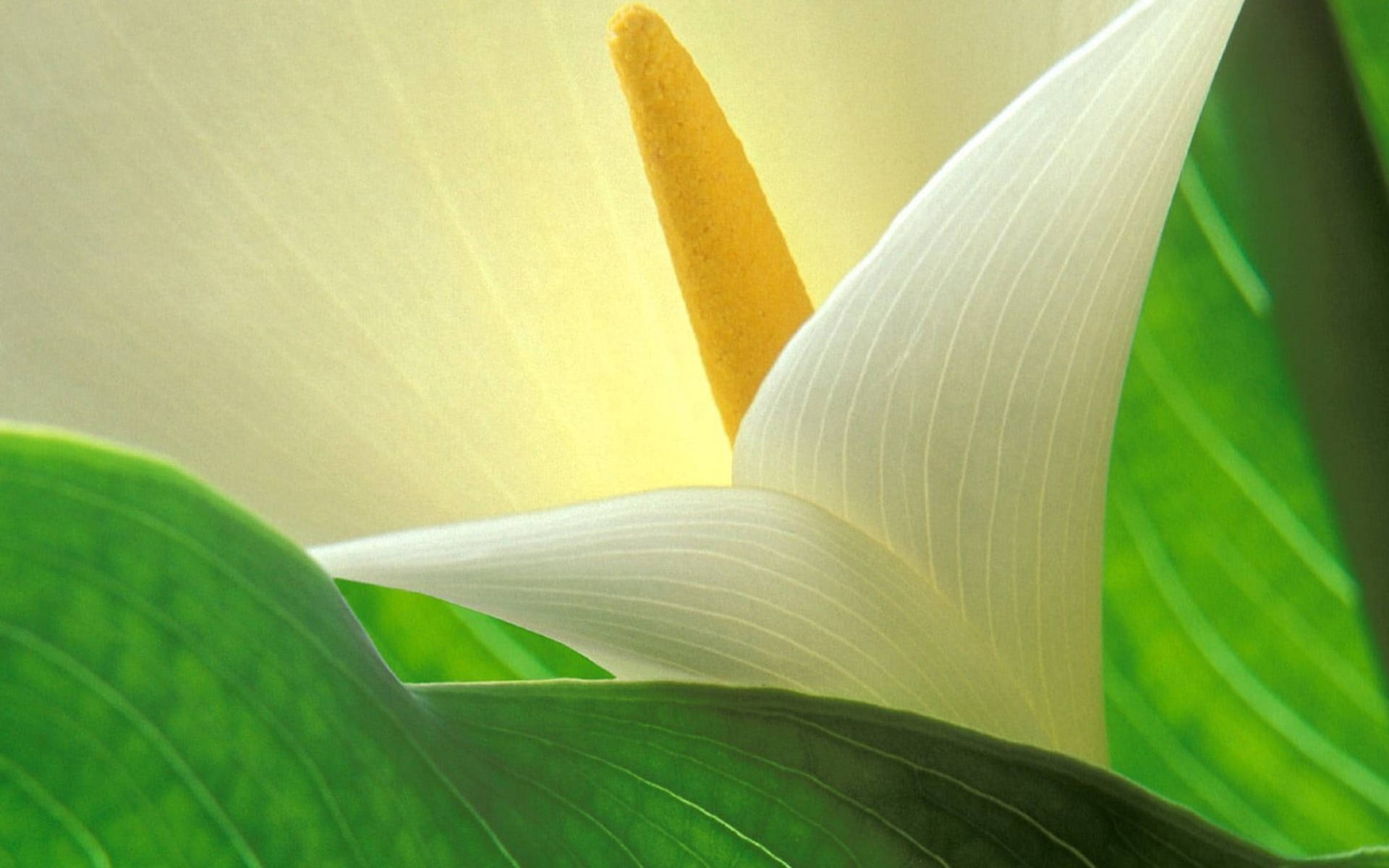 Glowing White Lily Flower Background