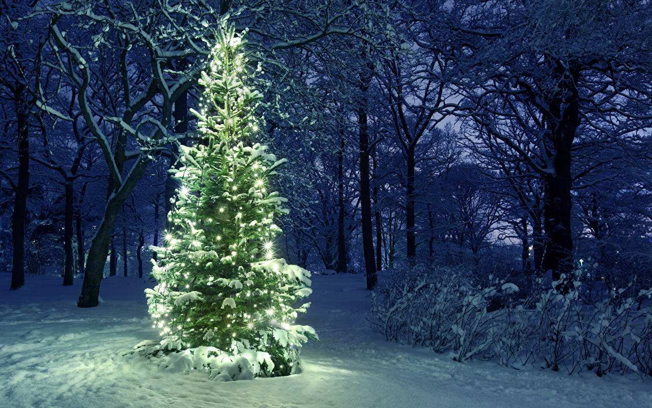 Glowing White Tree In Christmas Forest Background