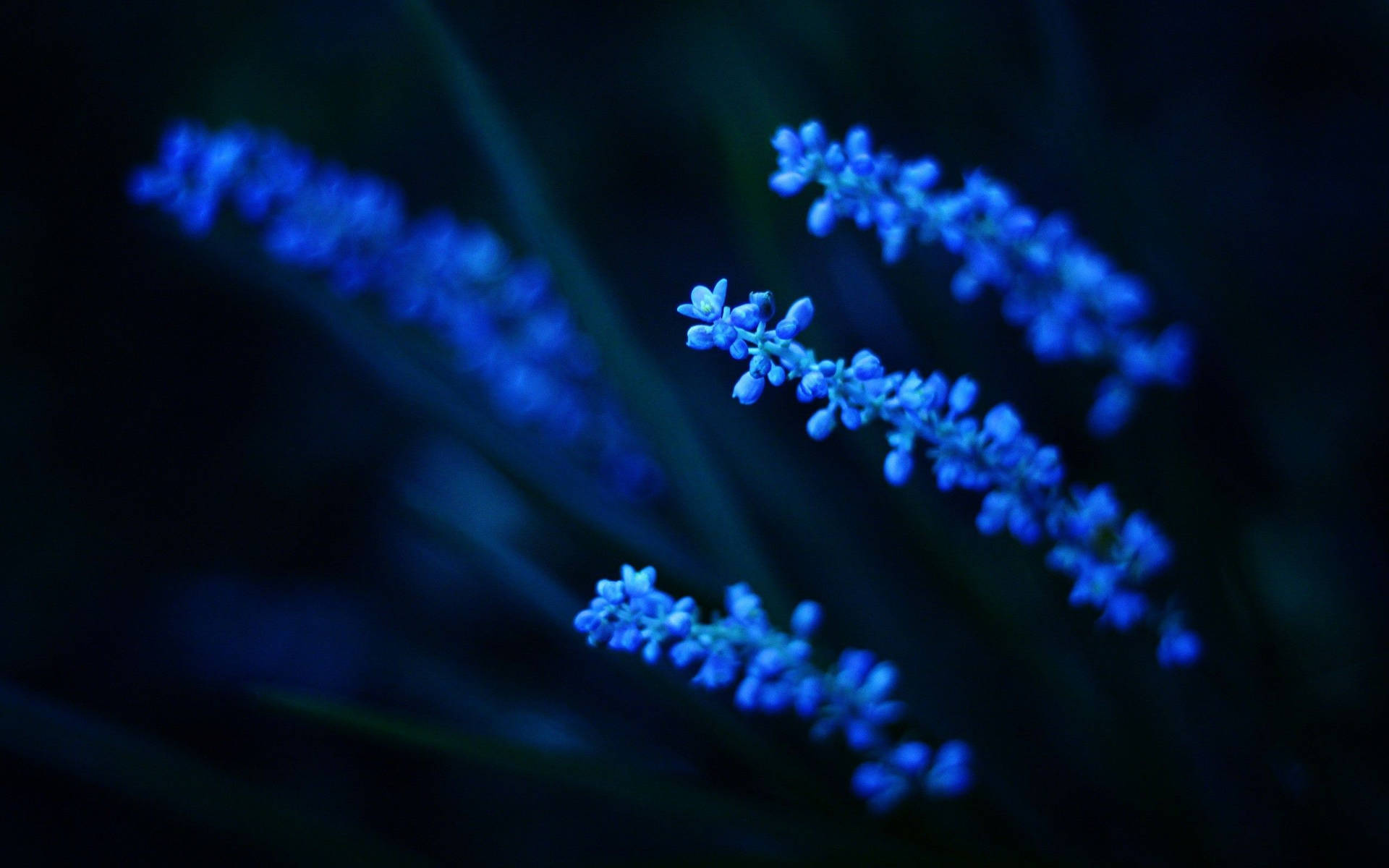 Glowy Plant Dark And Blue Aesthetic Laptop Background