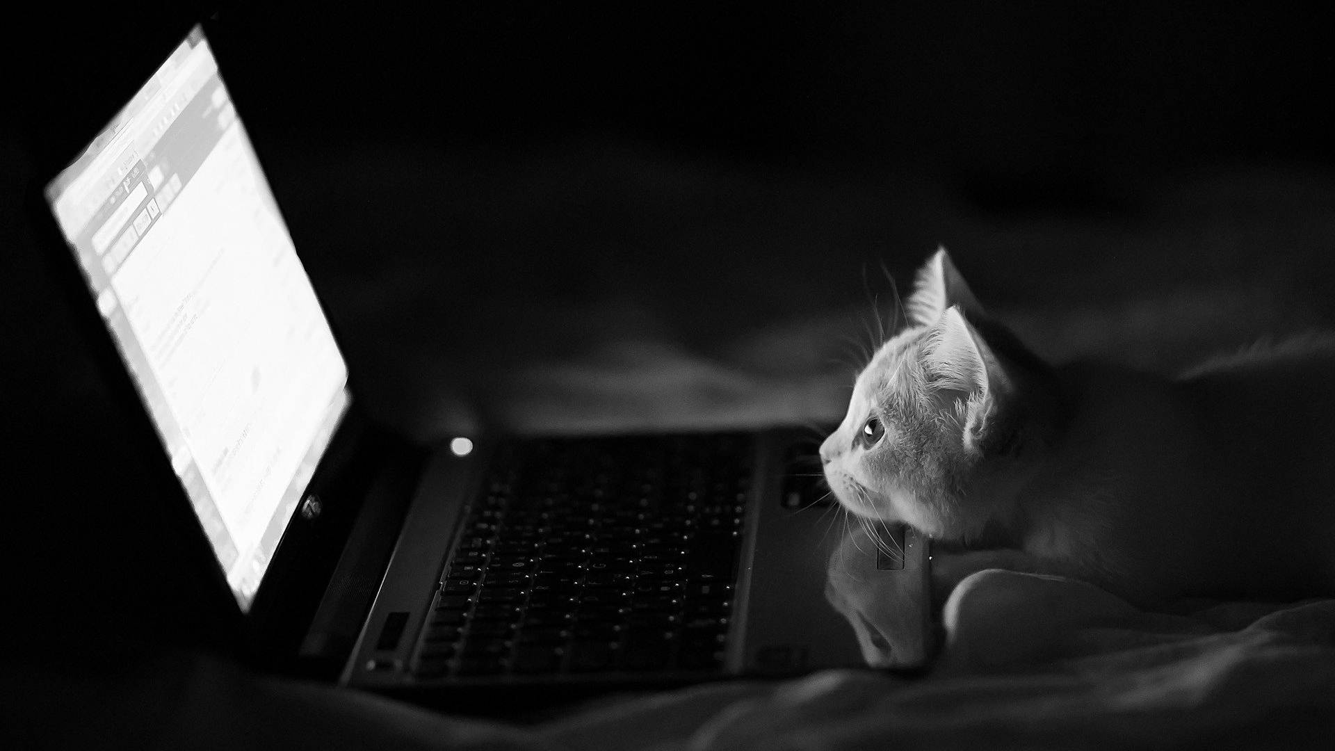 Gmail Kitty On Laptop Background