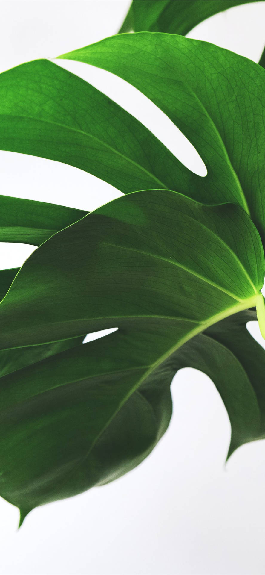 Go Green With A Plant-ified Iphone! Background