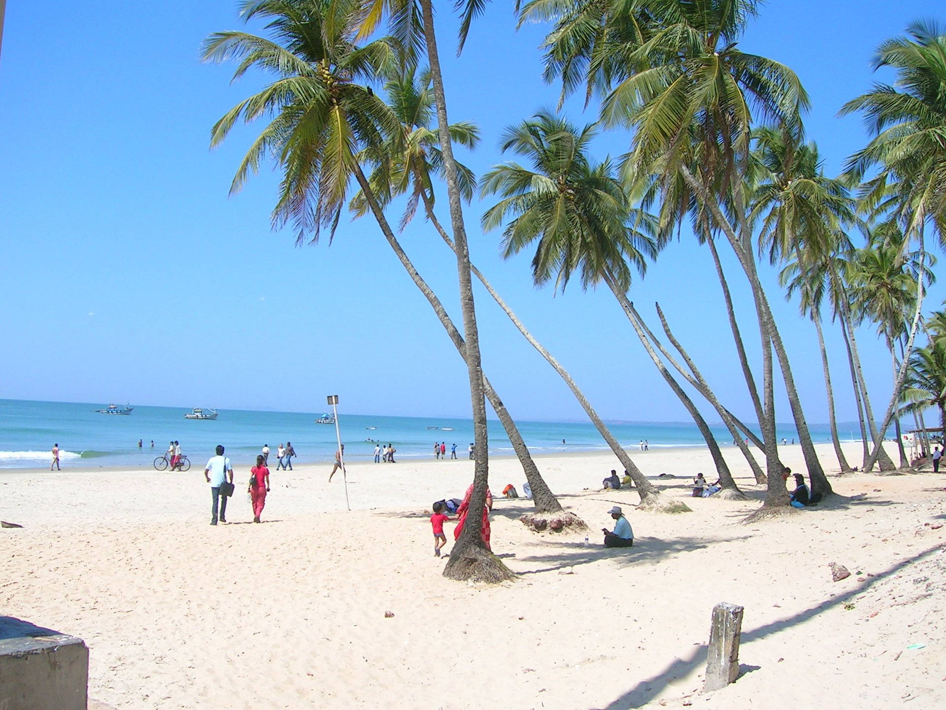 Goa India Palm Trees Background