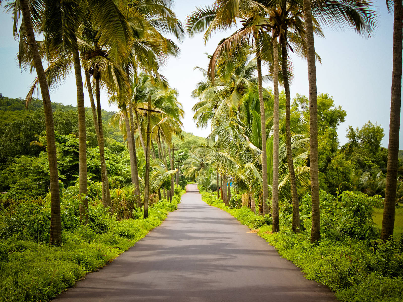 Goa India Pathway With Palm Trees Background