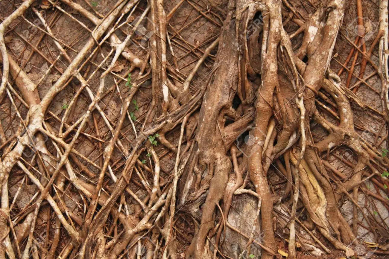 Goa India Tree Roots Background