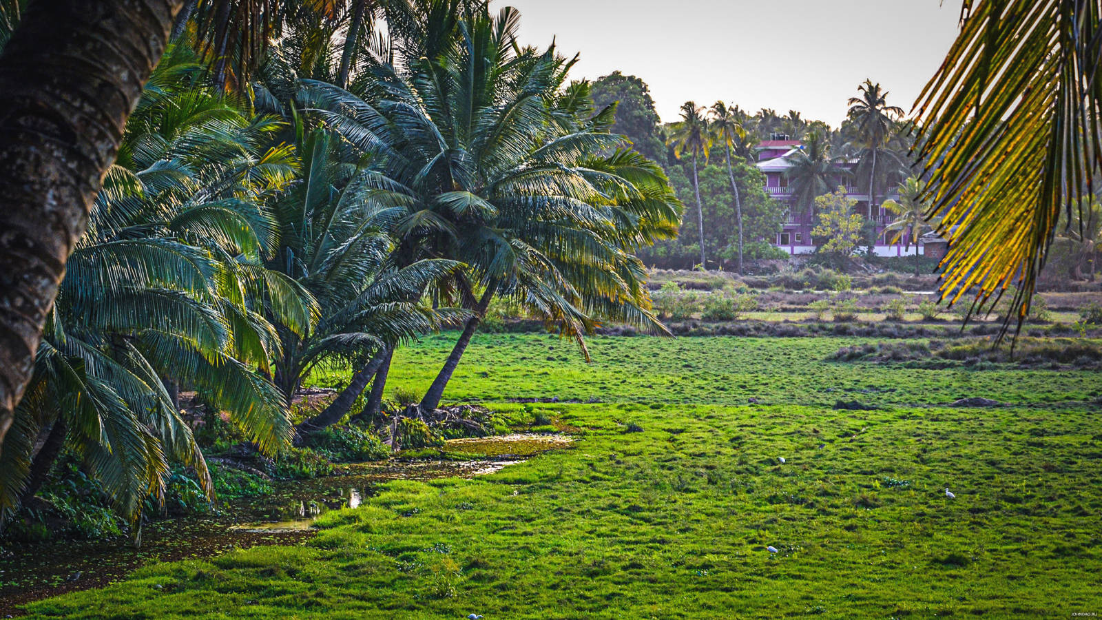 Goa India Trees Background