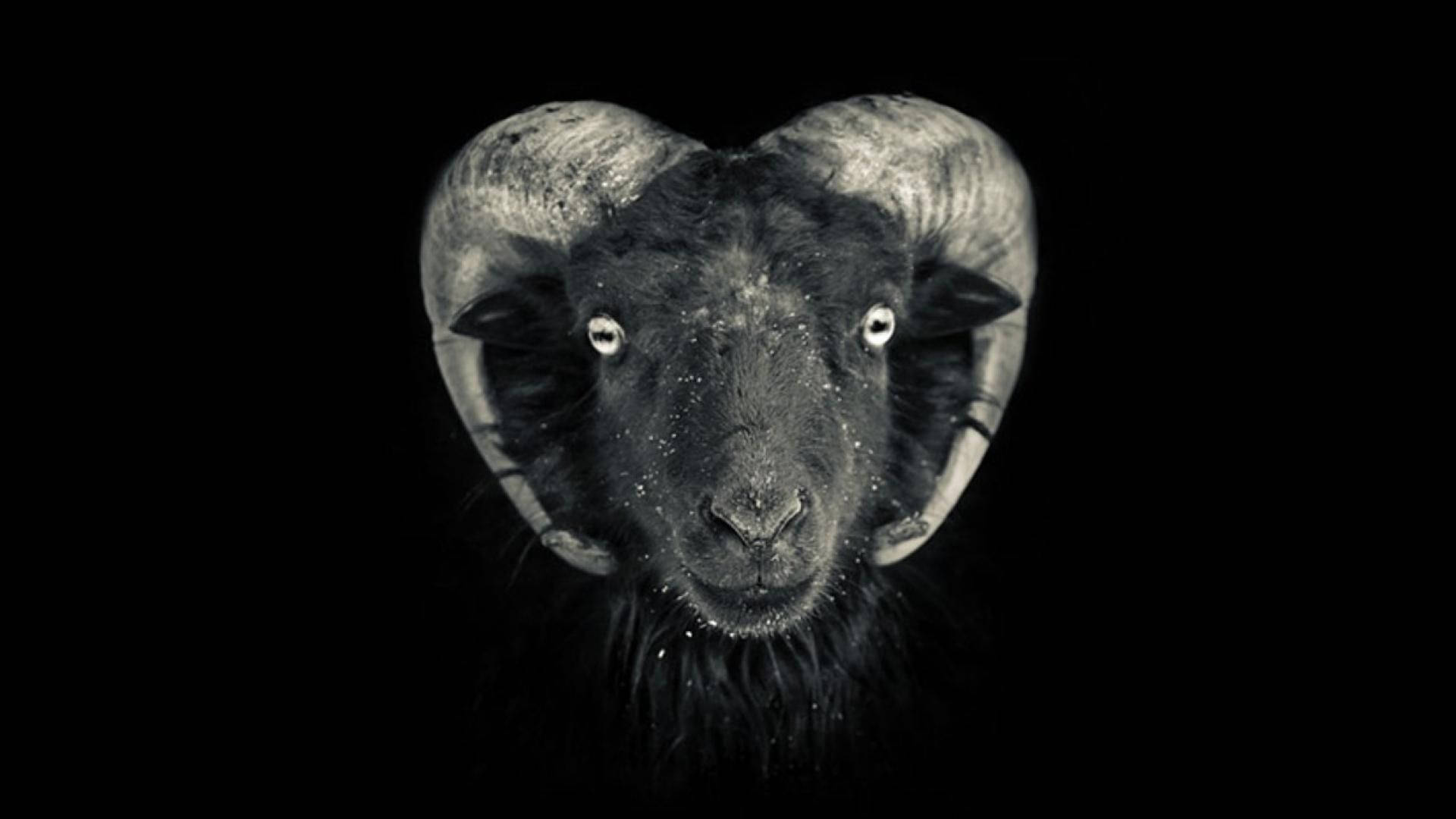 Goat Head In Black Background