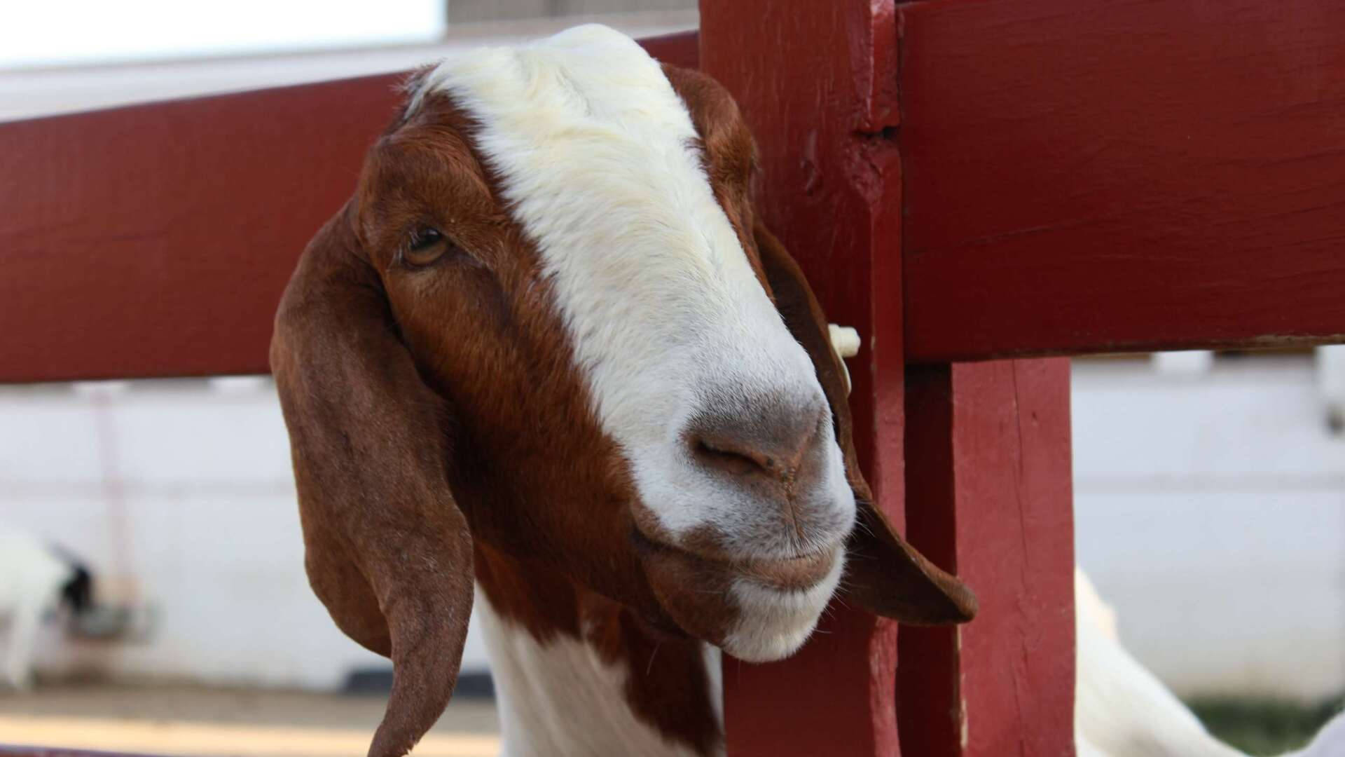Goat In Red Wooden Fence Background