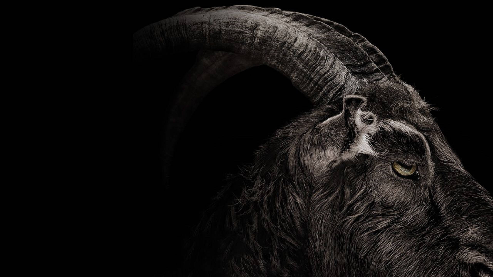 Goat In The Dark Background
