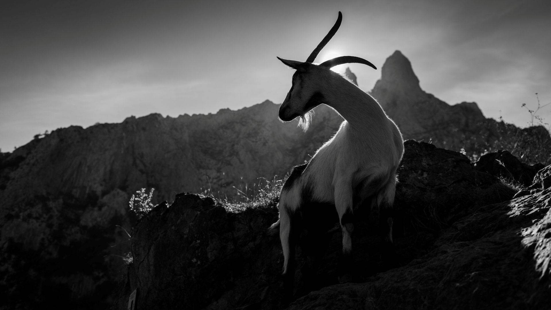 Goat On A Mountain Background