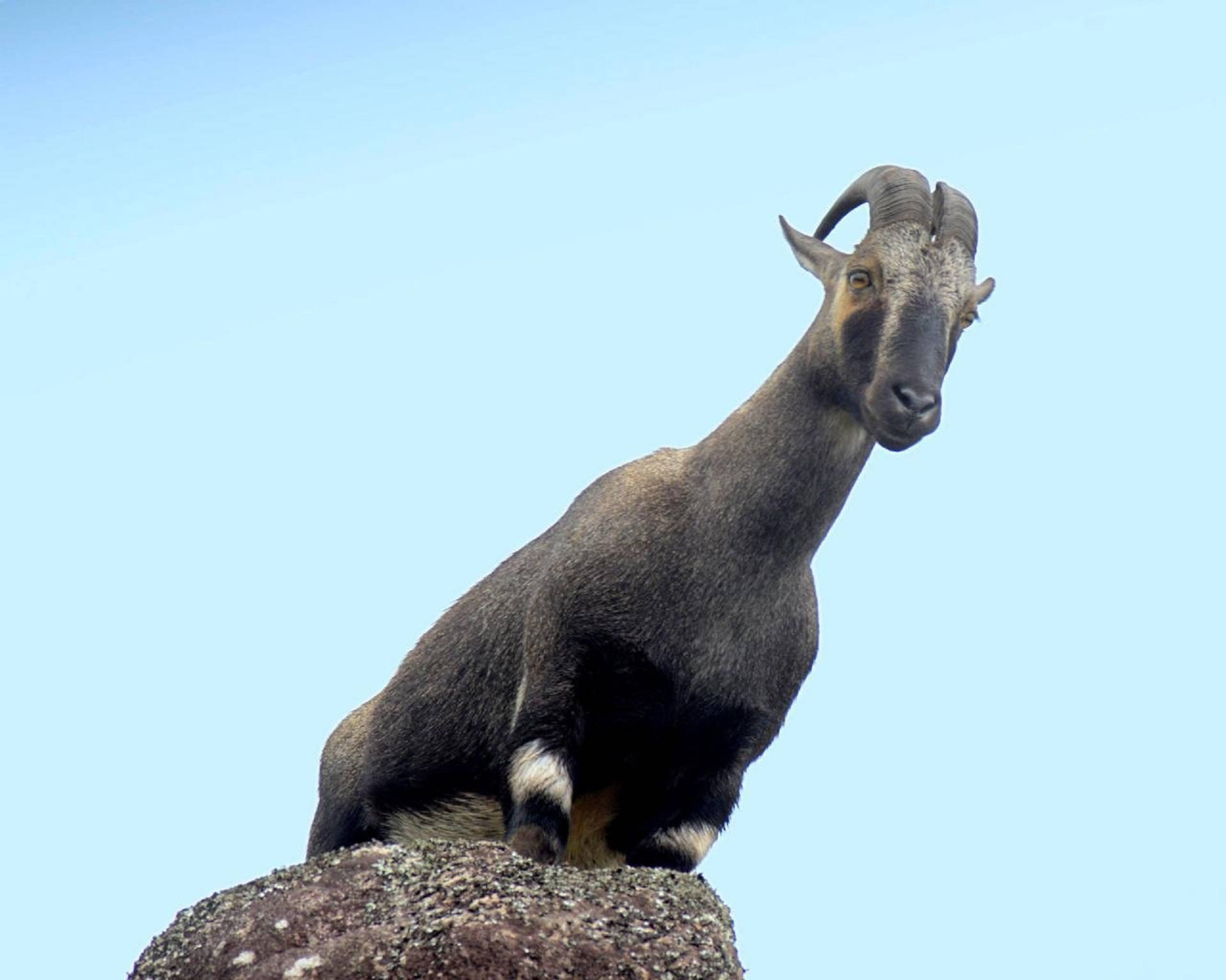 Goat On Rock Background