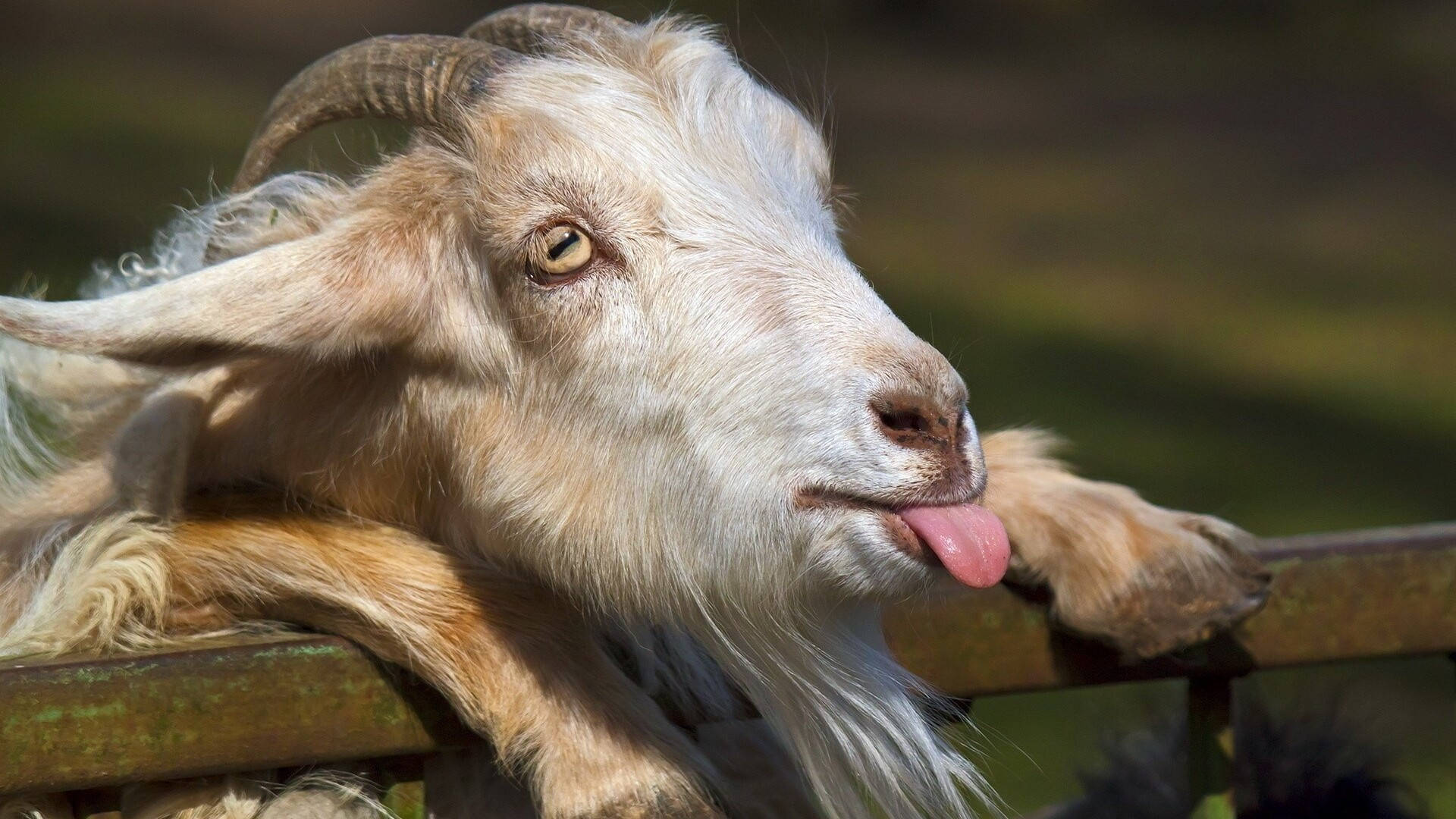 Goat Tongue Out