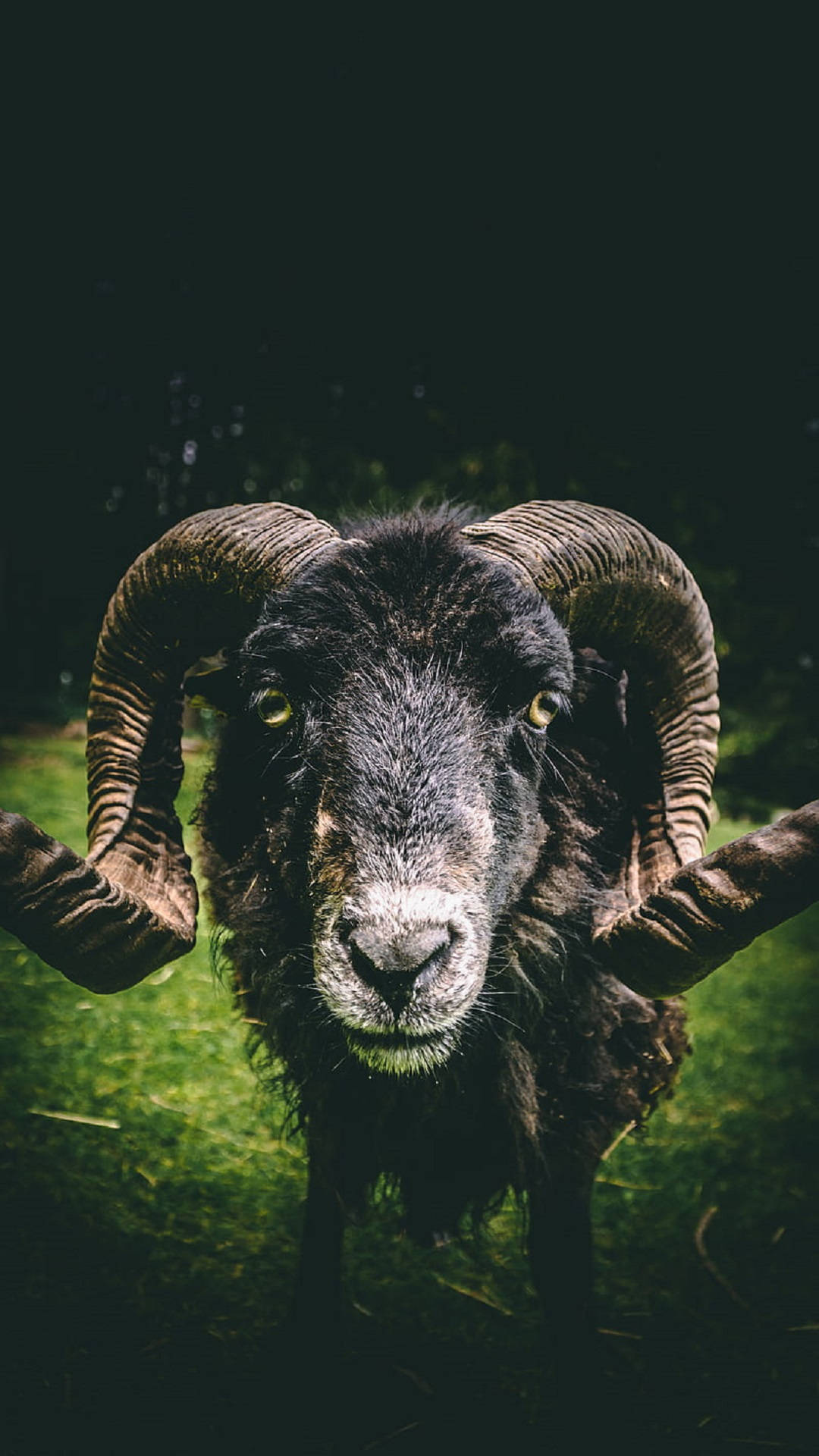 Goat With Curly Horn Background